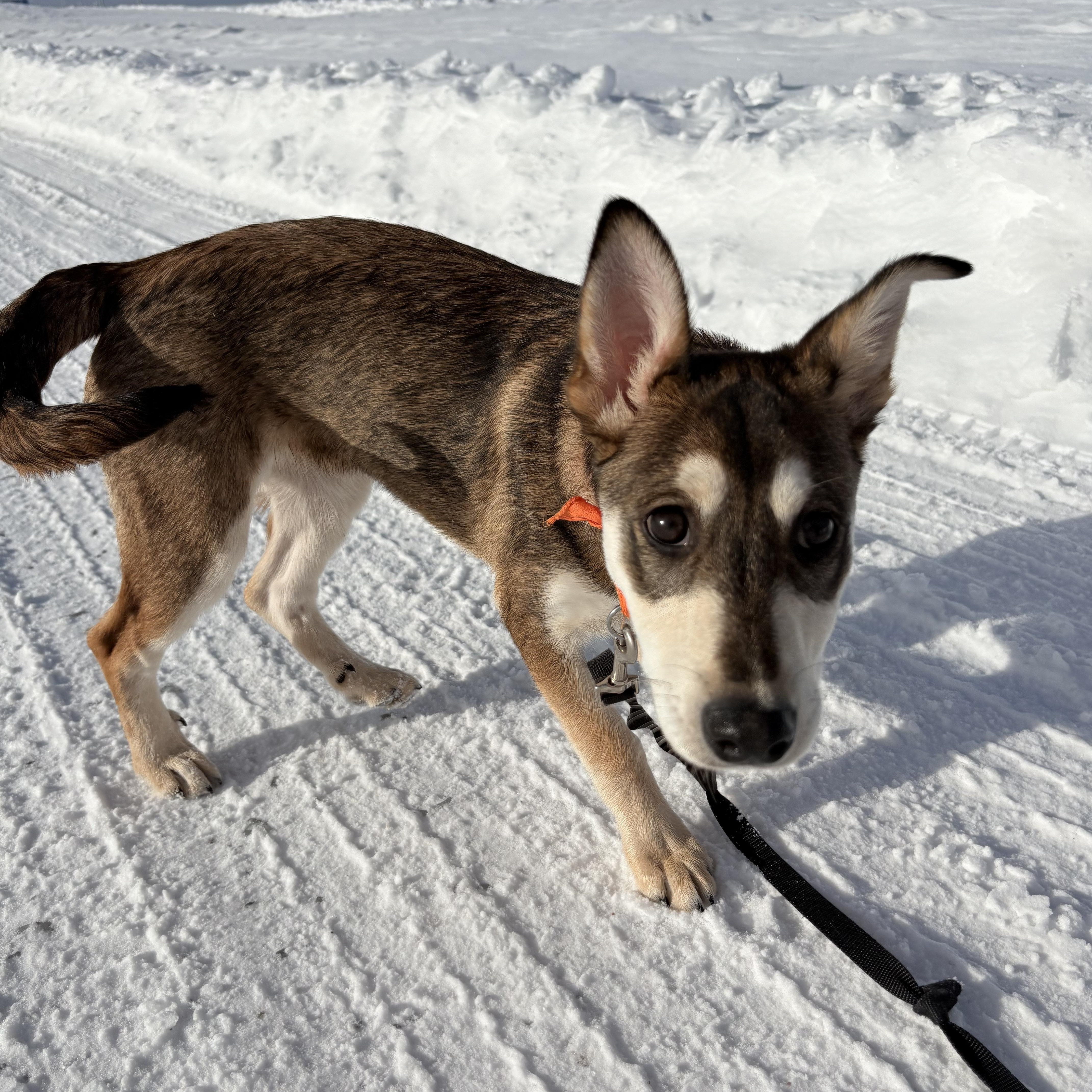 Enlarge Boo, a ADOPTABLE Mixed Breed in Saskatoon, SK image 4/6