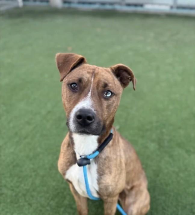 Enlarge DUSTY, a Adoptable mixed breed in Chatsworth, CA image 1/1