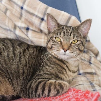 Neelix, Adoptable, Kitten Female Domestic Short Hair & Domestic Short Hair.