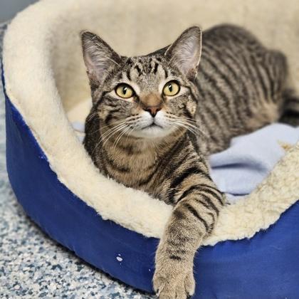 Neelix, a Adoptable mixed breed in Verona, WI image 2/3