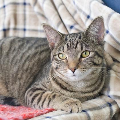 Neelix, Adoptable, Kitten Female Domestic Short Hair & Domestic Short Hair.