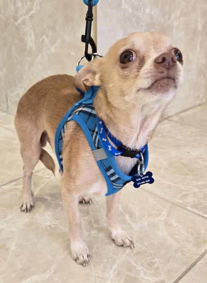NICKEY, a Adoptable Chiweenie in Grand Prairie, TX image 2/4