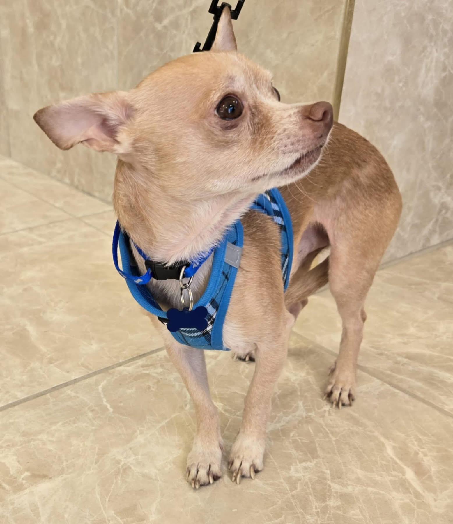 NICKEY, a Adoptable Chiweenie in Grand Prairie, TX image 3/4