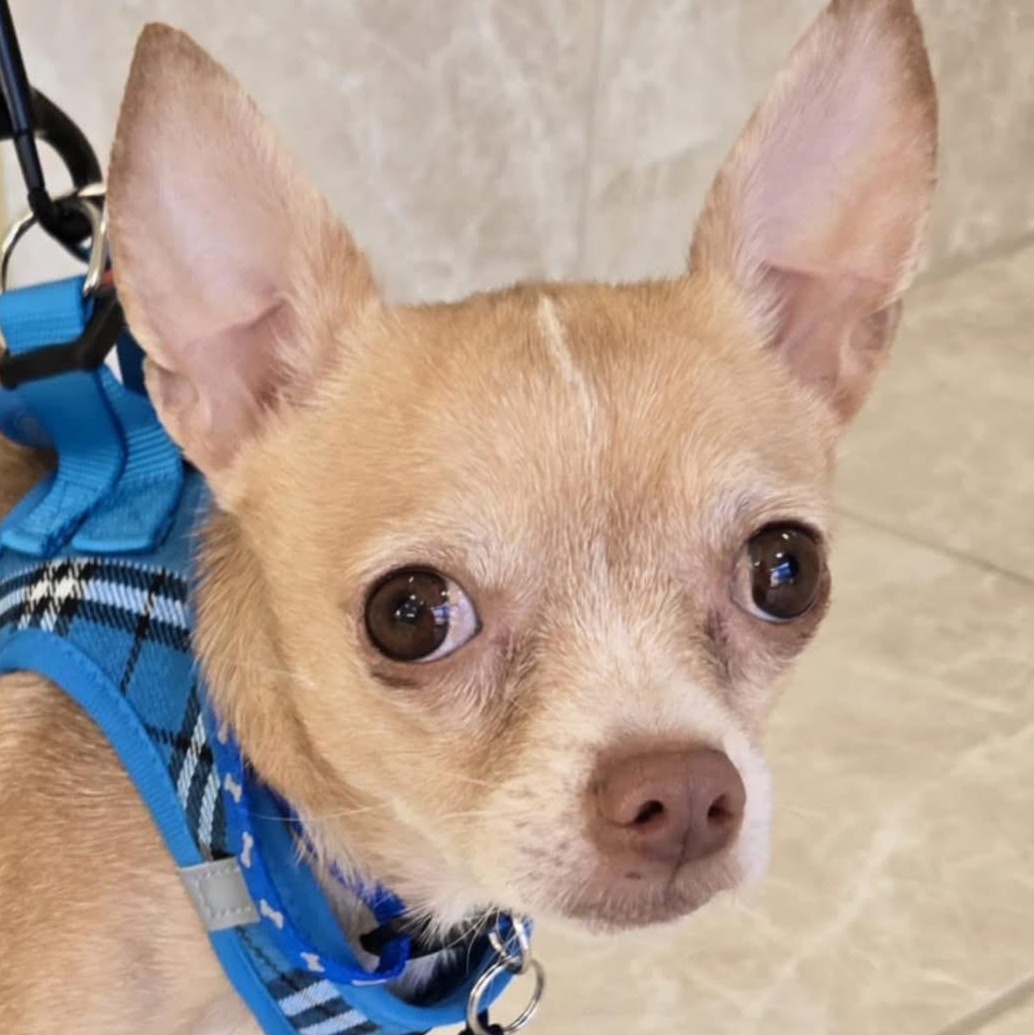 NICKEY, Adoptable, Adult Male Chiweenie.