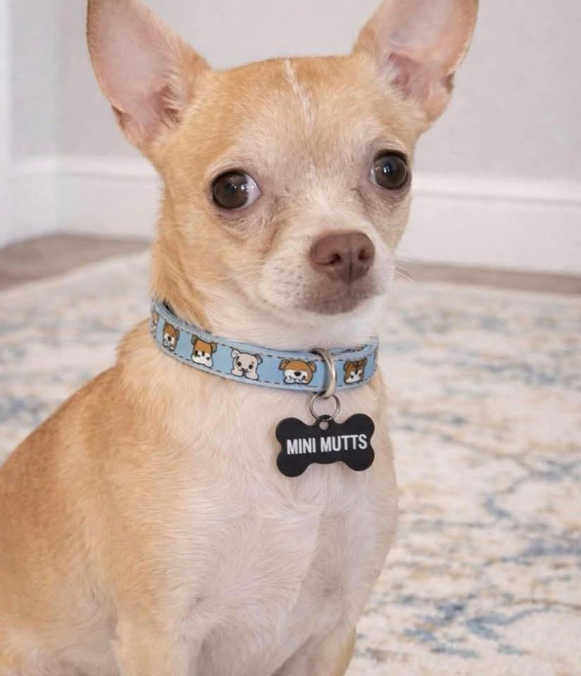 NICKEY, Adoptable, Adult Male Chiweenie.