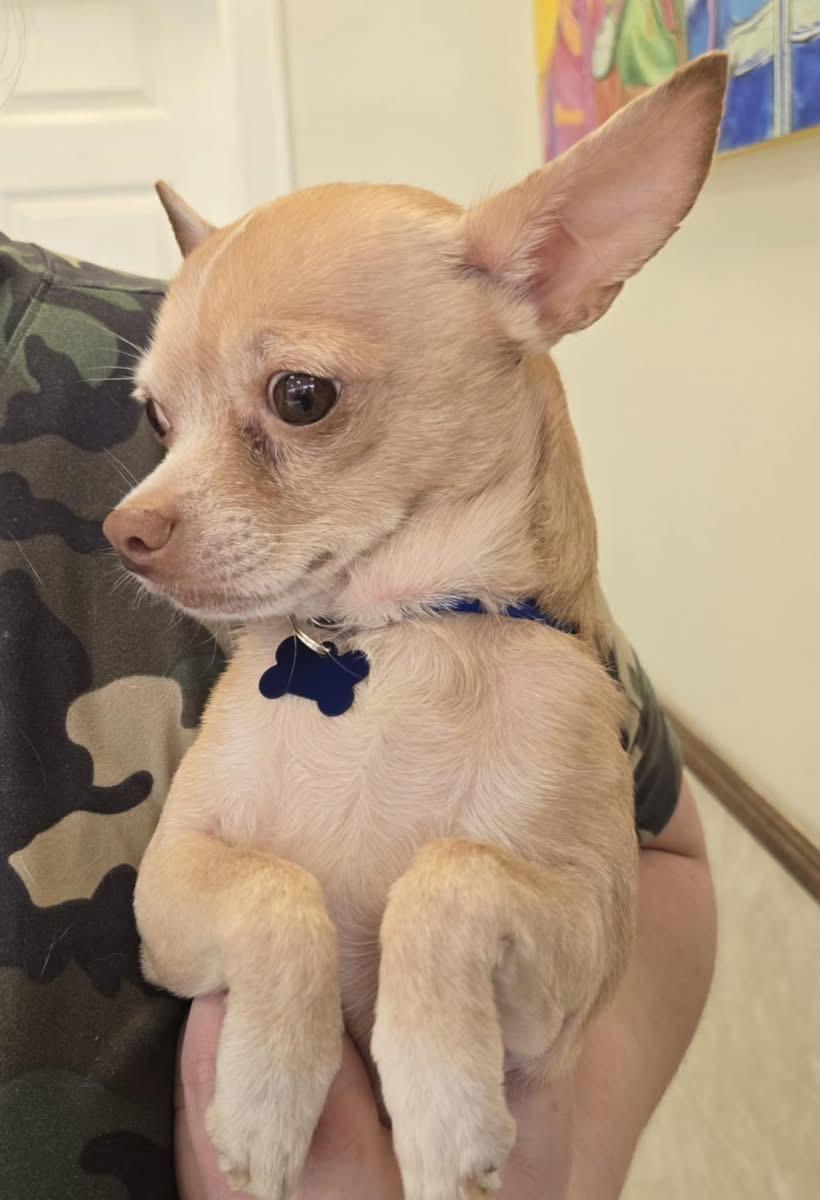 NICKEY, an adoptable Chiweenie in Grand Prairie, TX, 75050 | Photo Image 4