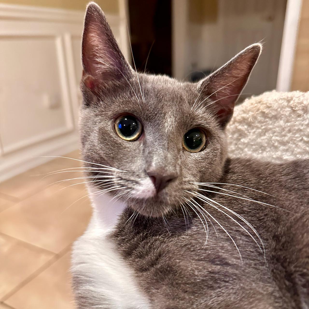 Enlarge Delilah, a Adoptable mixed breed in East Brunswick, NJ image 1/5