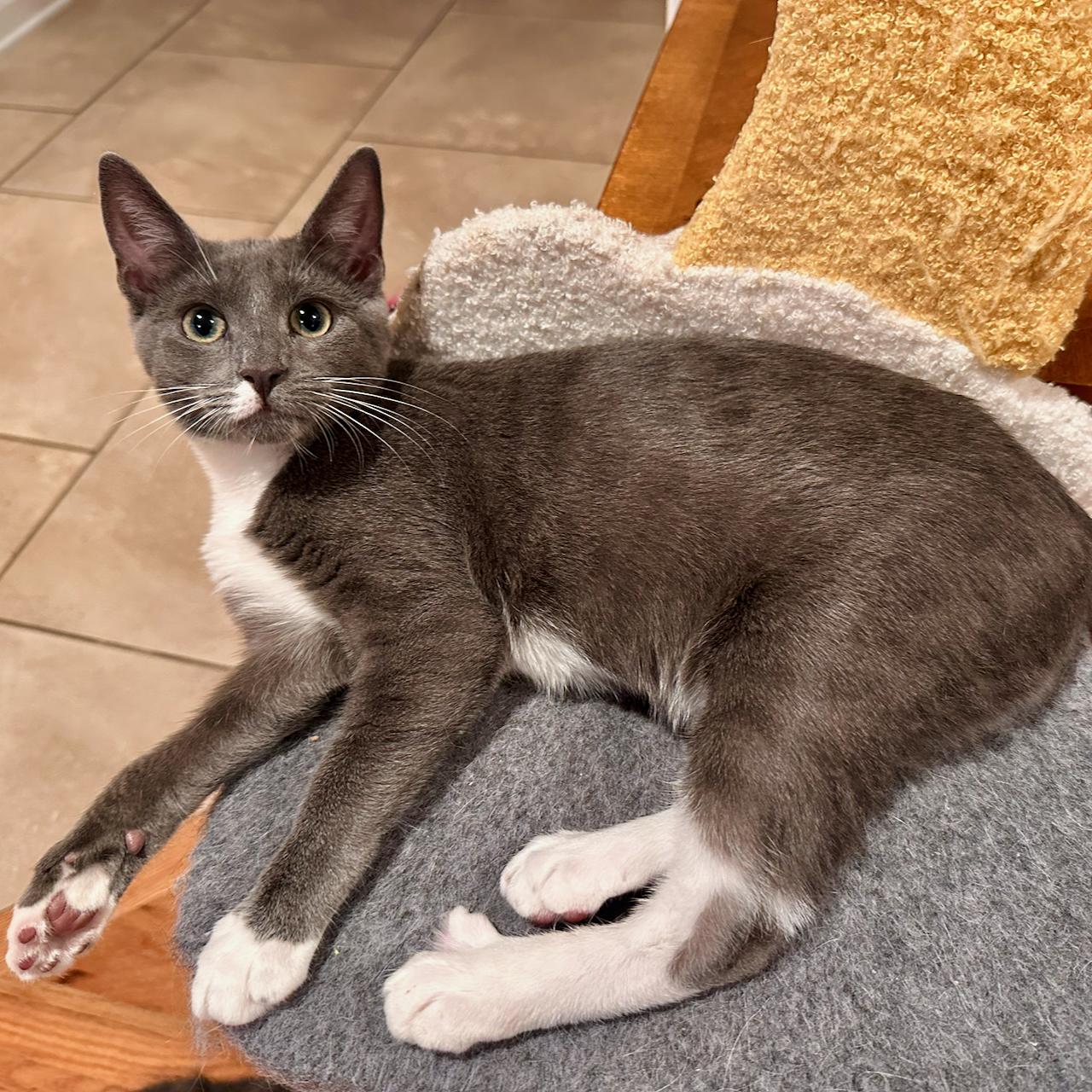 Enlarge Delilah, a Adoptable mixed breed in East Brunswick, NJ image 2/5