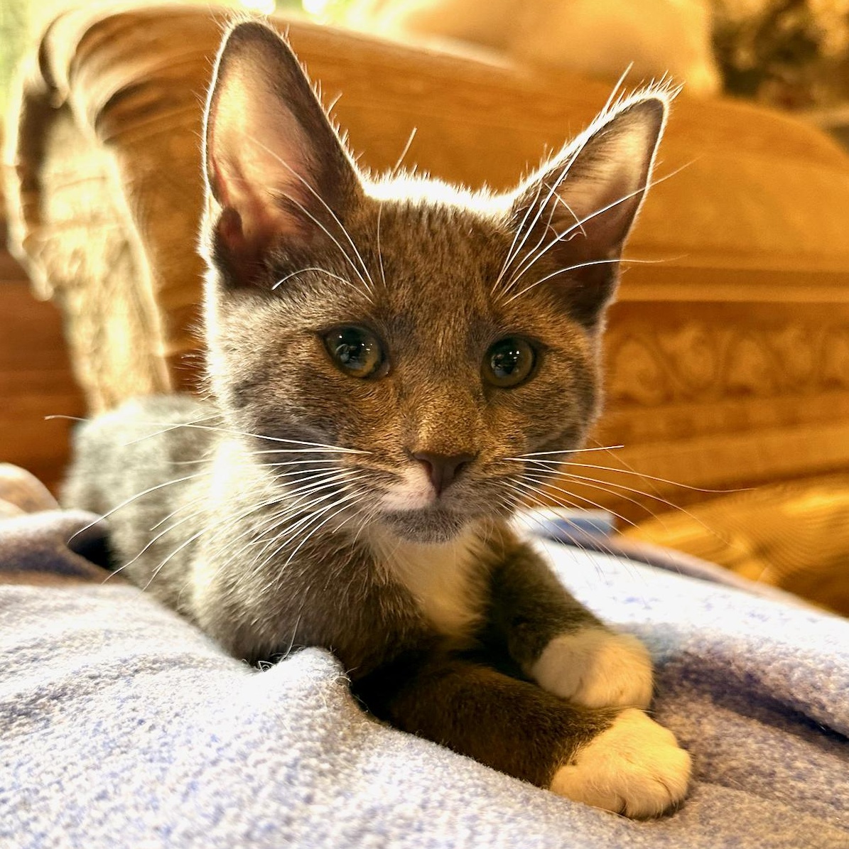Enlarge Delilah, a Adoptable mixed breed in East Brunswick, NJ image 4/5