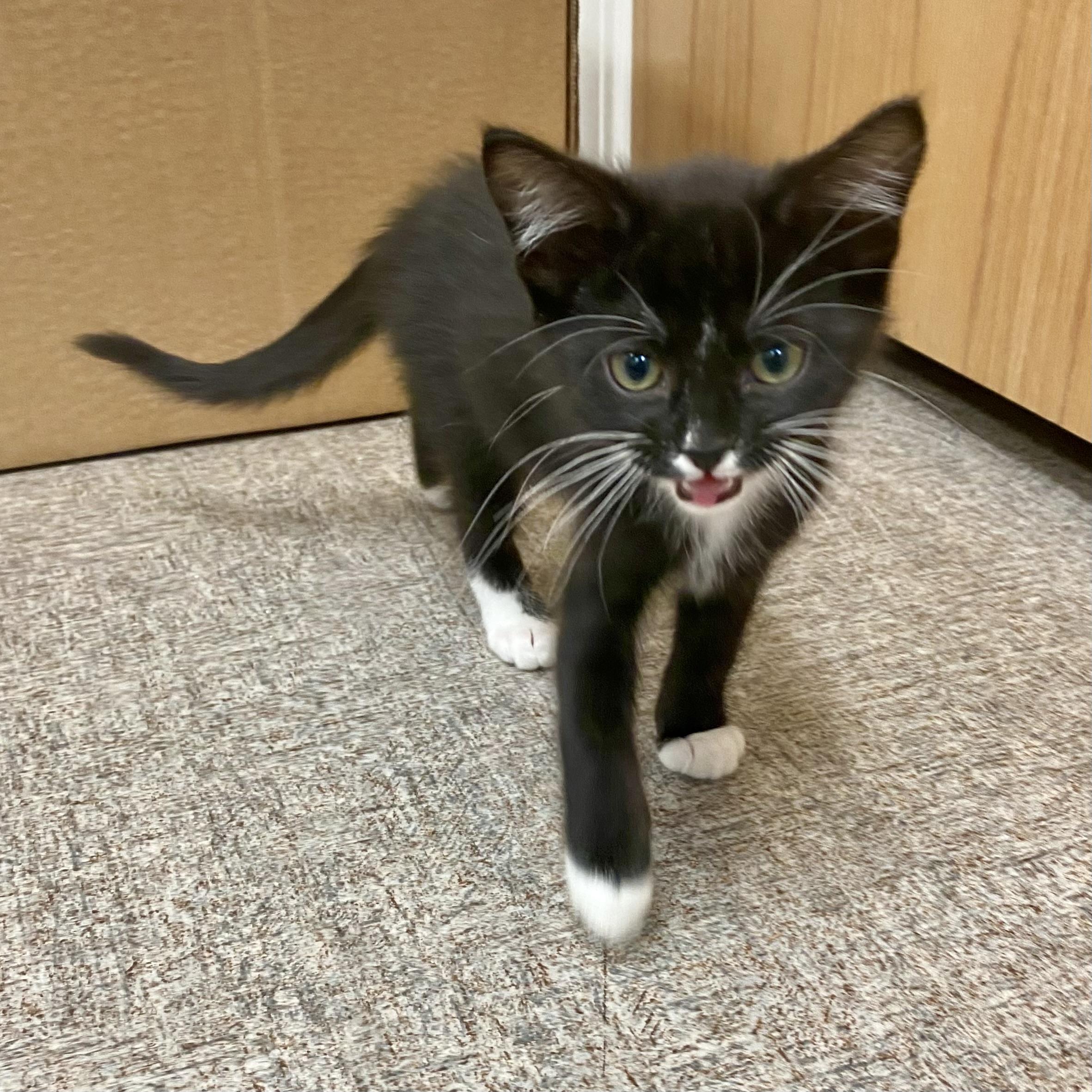 Enlarge Socks, a Adoptable Domestic Short Hair in Pocatello, ID image 3/6