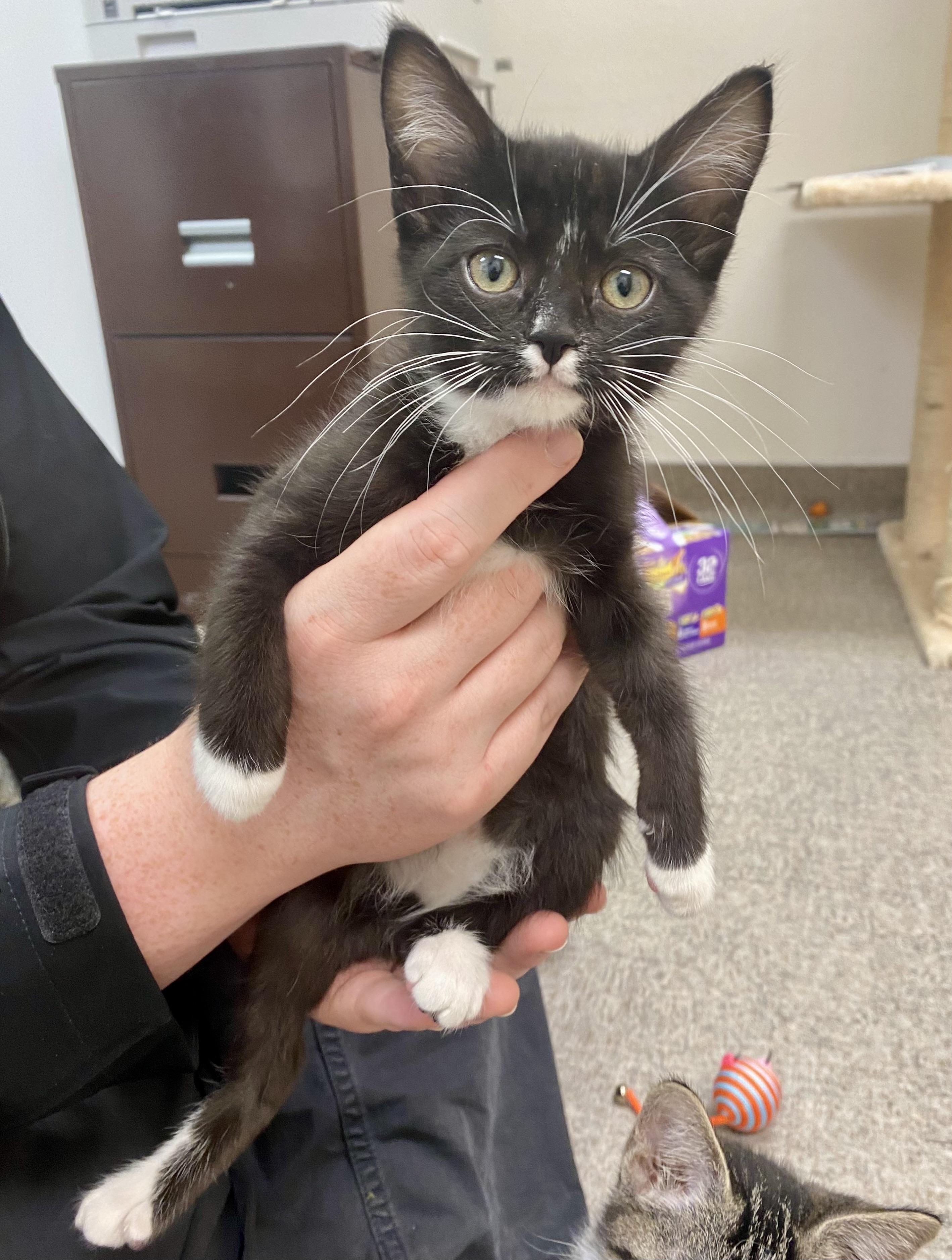 Enlarge Socks, a Adoptable Domestic Short Hair in Pocatello, ID image 4/6