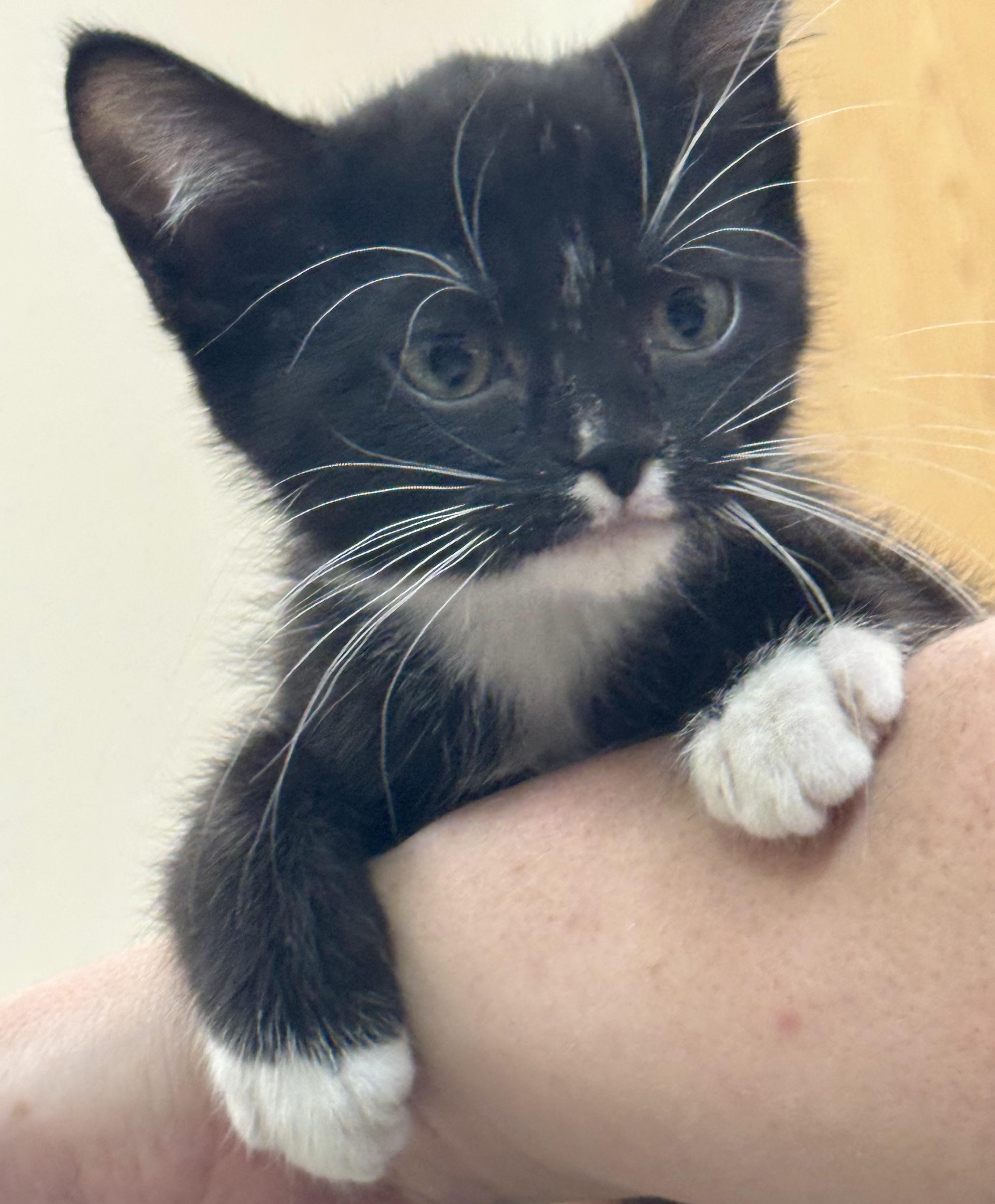 Enlarge Socks, a Adoptable Domestic Short Hair in Pocatello, ID image 2/6