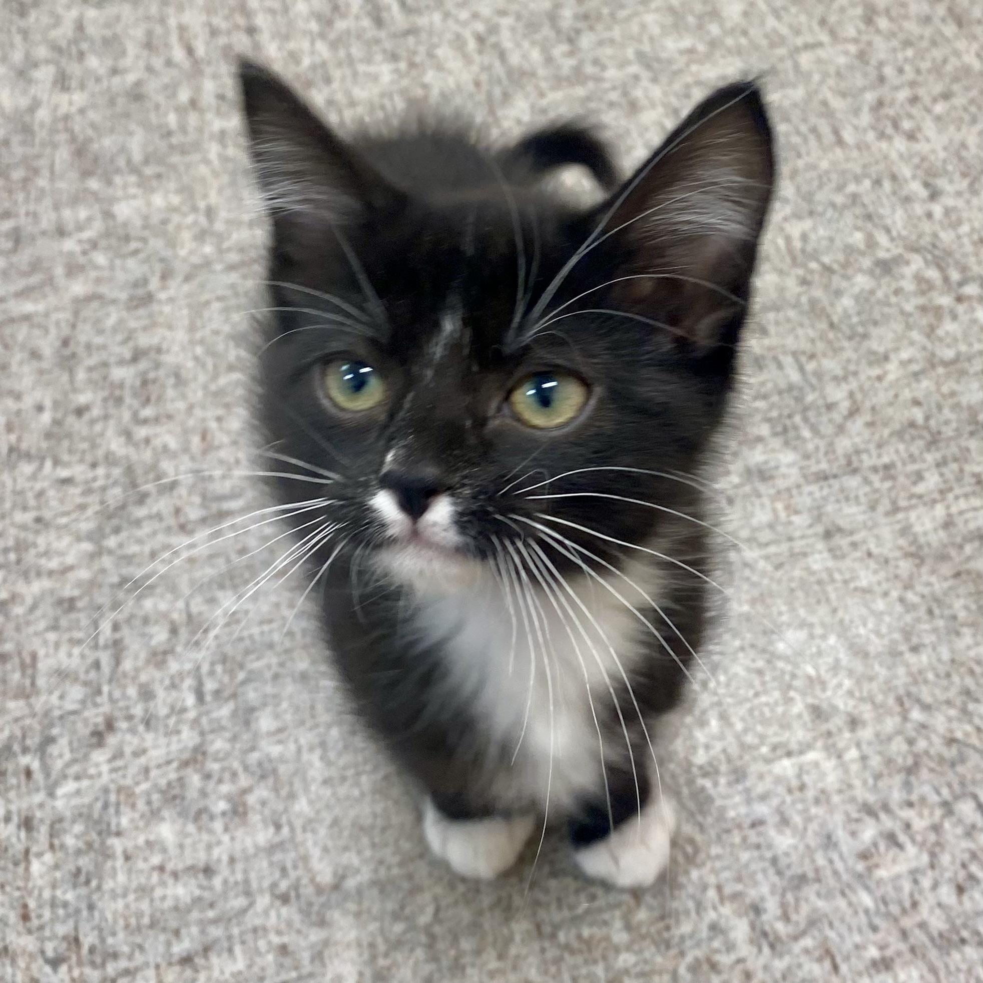 Enlarge Socks, a Adoptable Domestic Short Hair in Pocatello, ID image 6/6