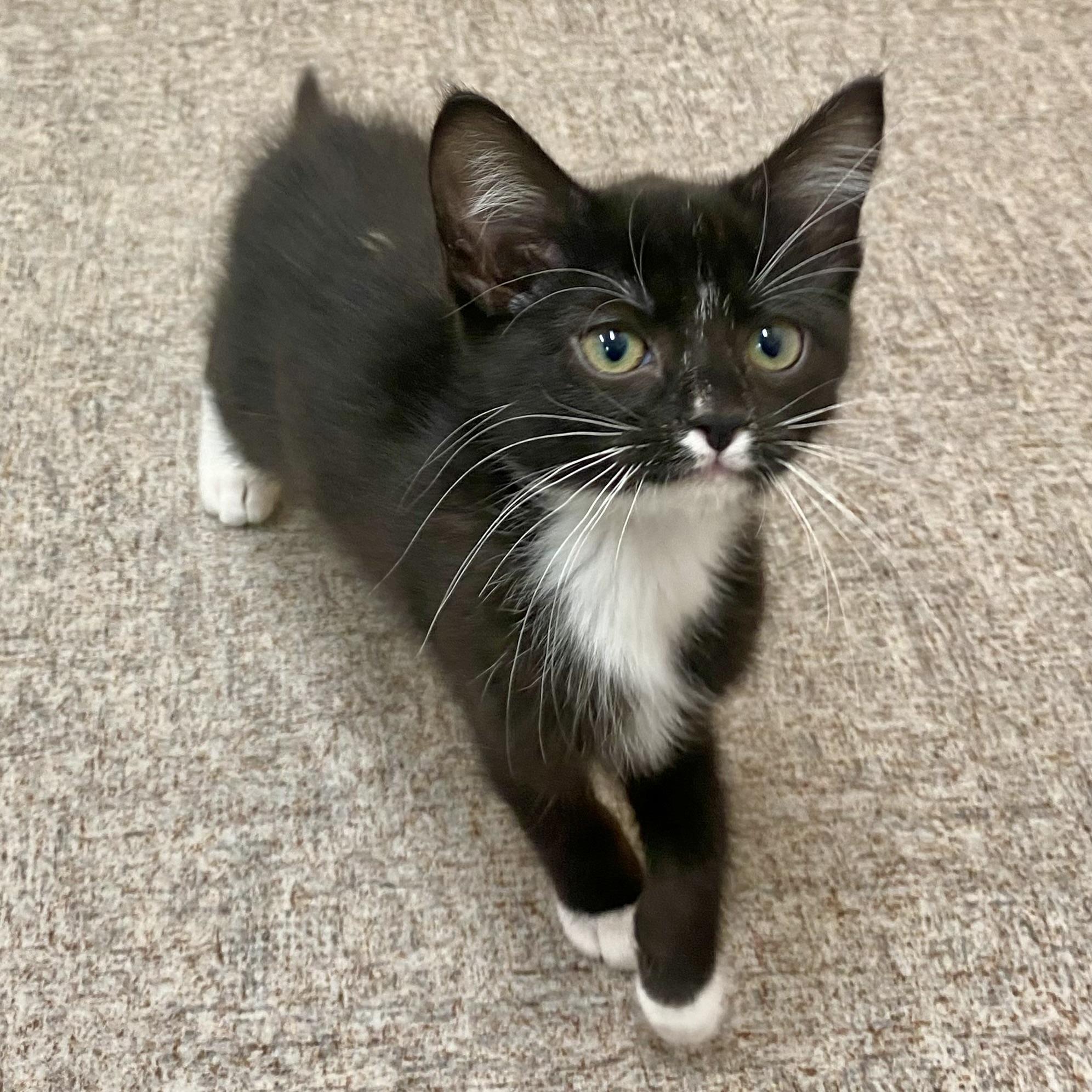 Enlarge Socks, a Adoptable Domestic Short Hair in Pocatello, ID image 5/6
