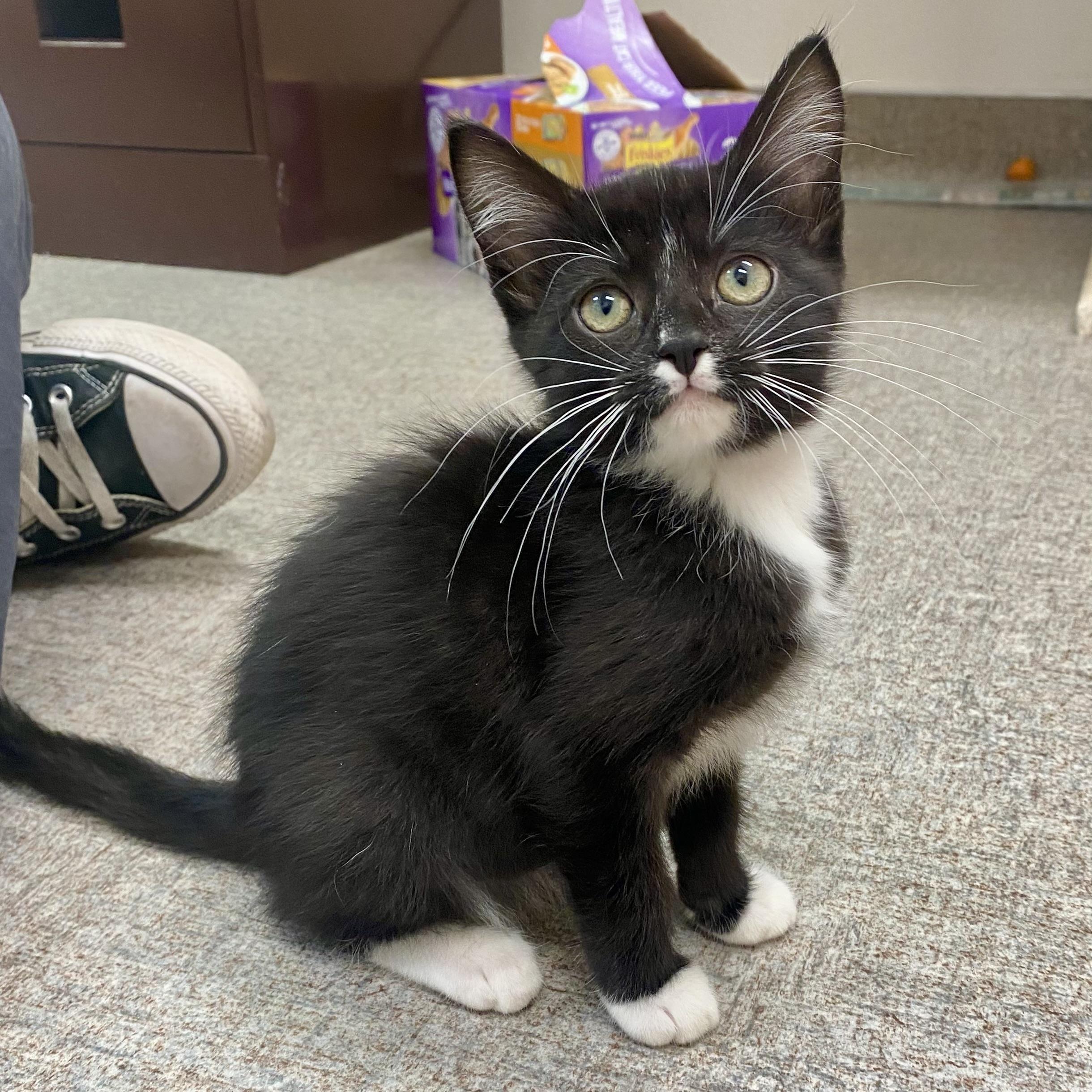 Socks, Adoptable, Kitten Female Domestic Short Hair.