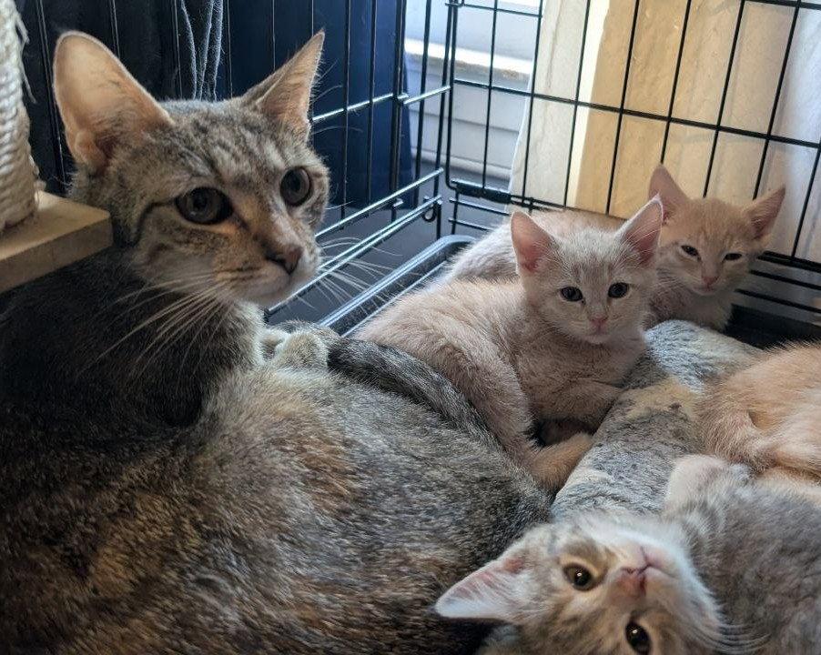 Mary Jane + 5 kittens, Adoptable, Kitten Female American Shorthair.