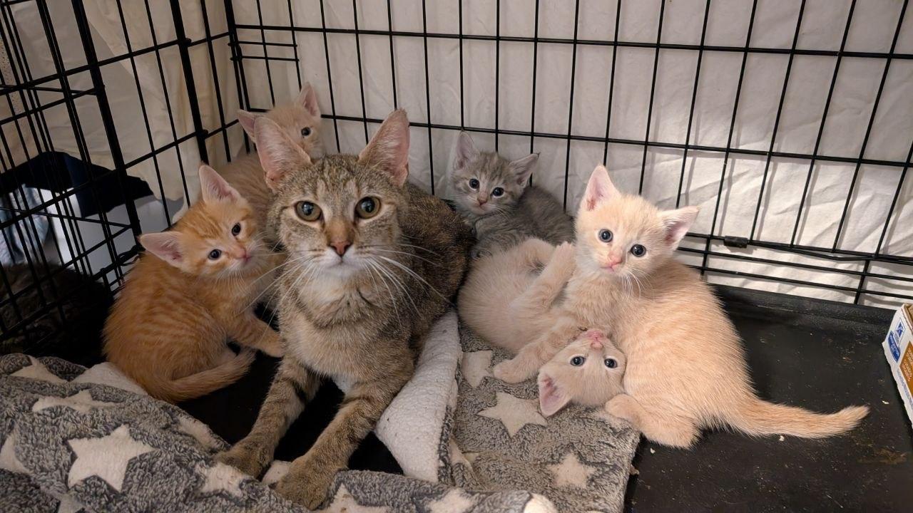 Mary Jane + 5 kittens, a Adoptable American Shorthair in Pikesville, MD image 2/3