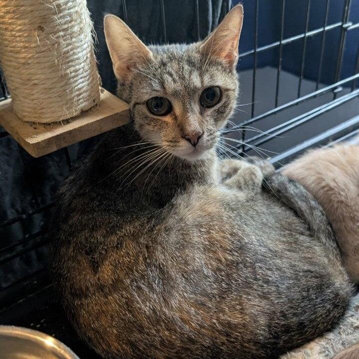 Mary Jane + 5 kittens, a Adoptable American Shorthair in Pikesville, MD image 3/3