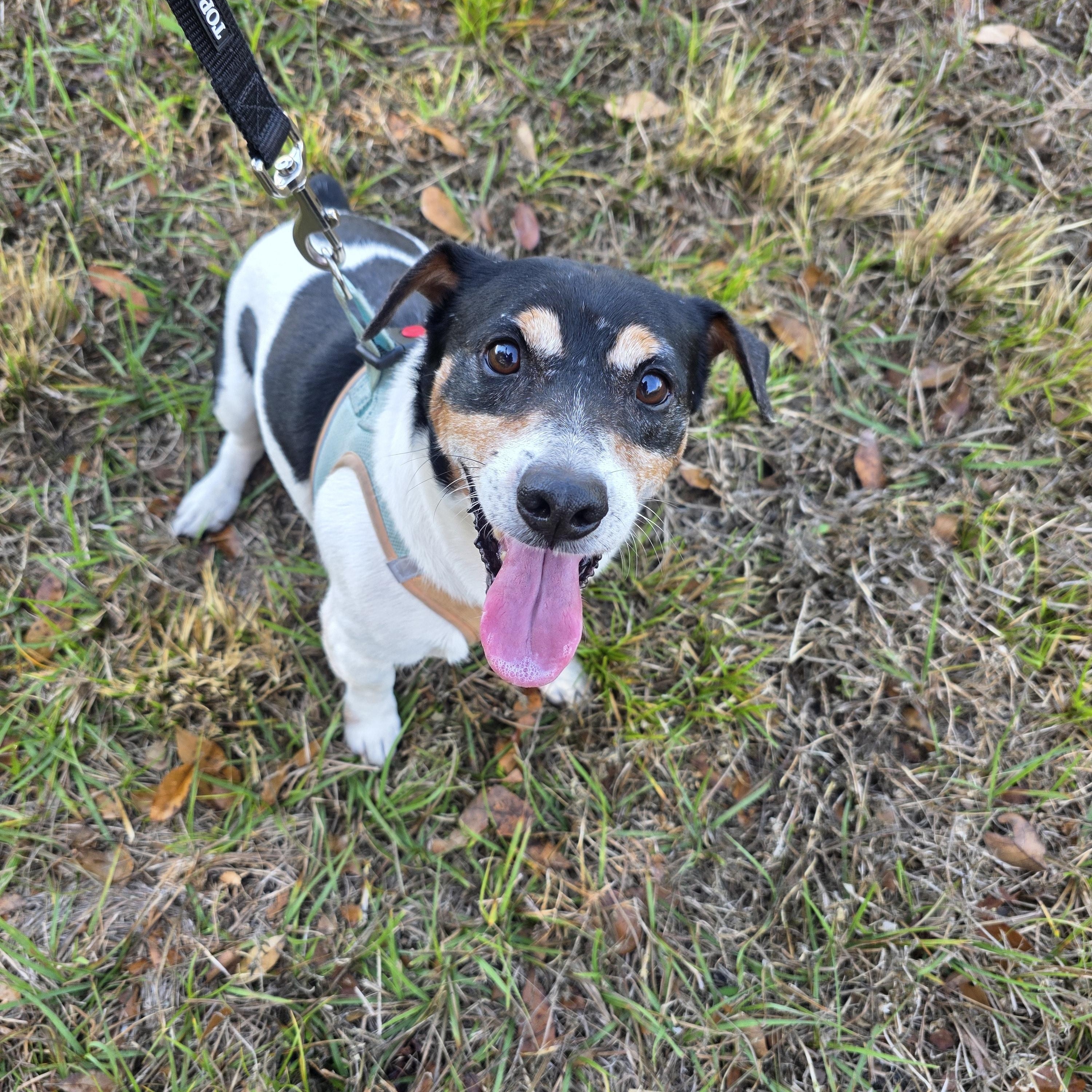 Enlarge Sport , a ADOPTABLE Jack Russell Terrier in Boca Raton, FL image 2/5