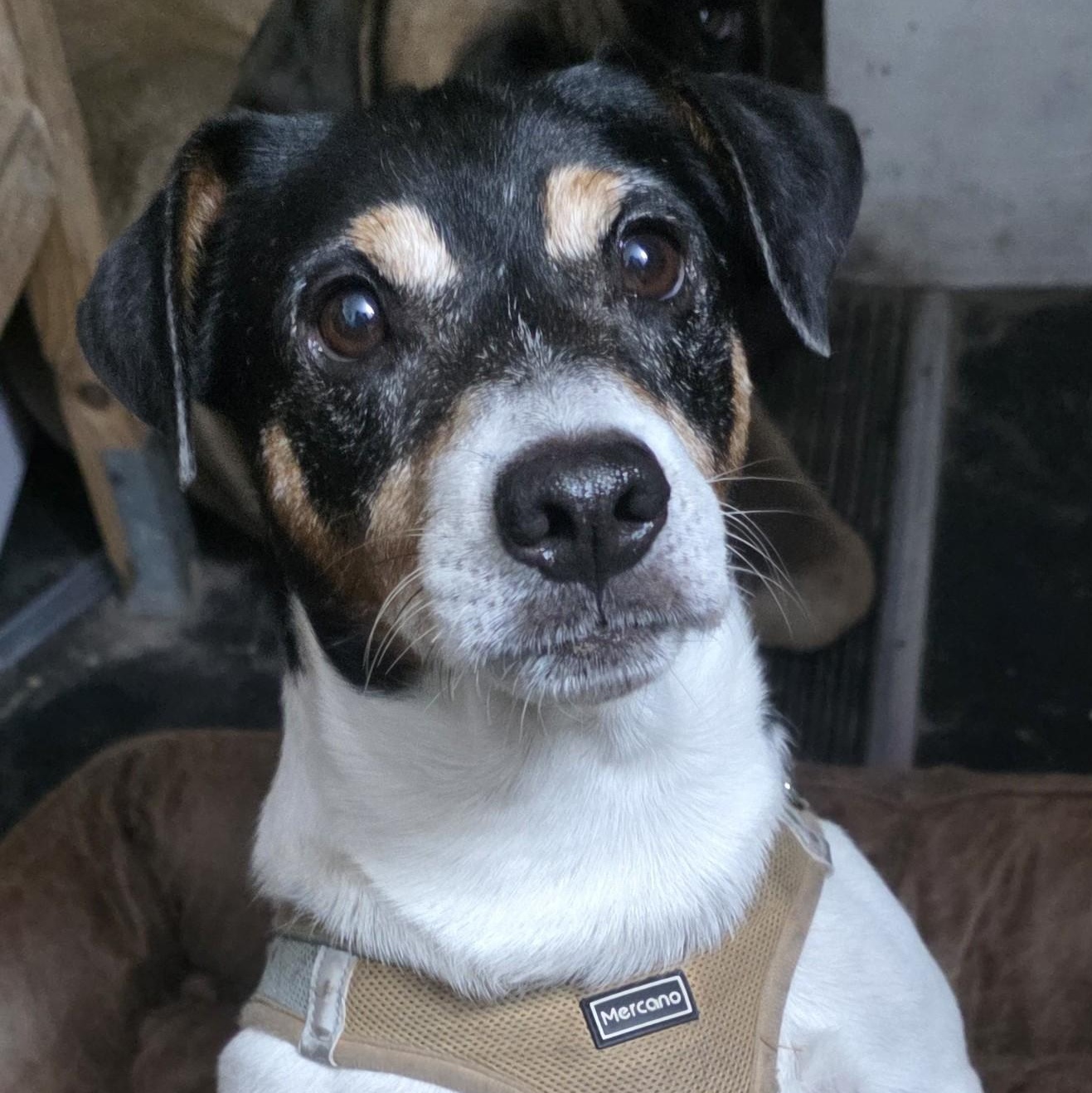 Sport , ADOPTABLE, Adult Male Jack Russell Terrier.