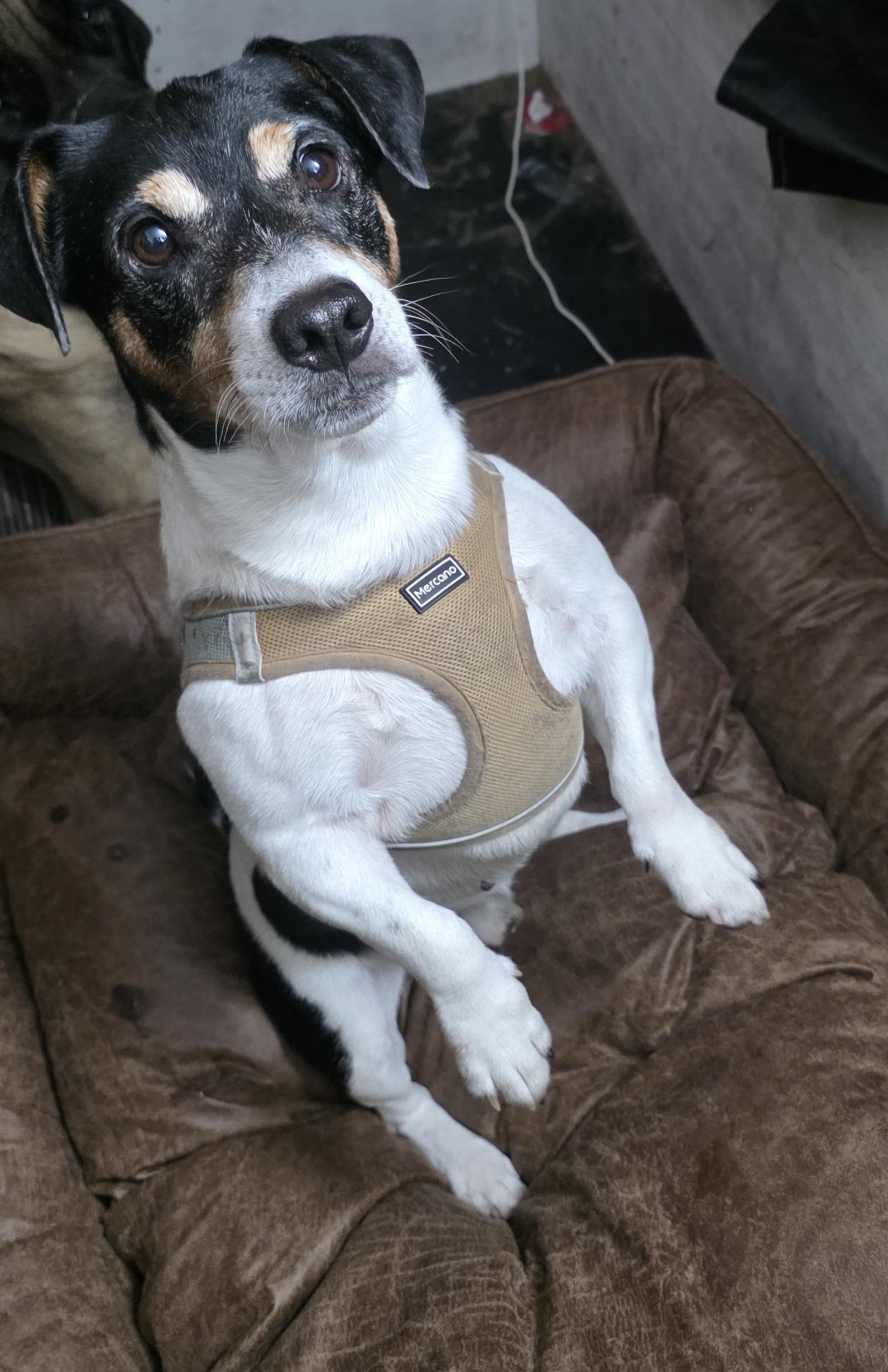 Enlarge Sport , a ADOPTABLE Jack Russell Terrier in Boca Raton, FL image 5/5