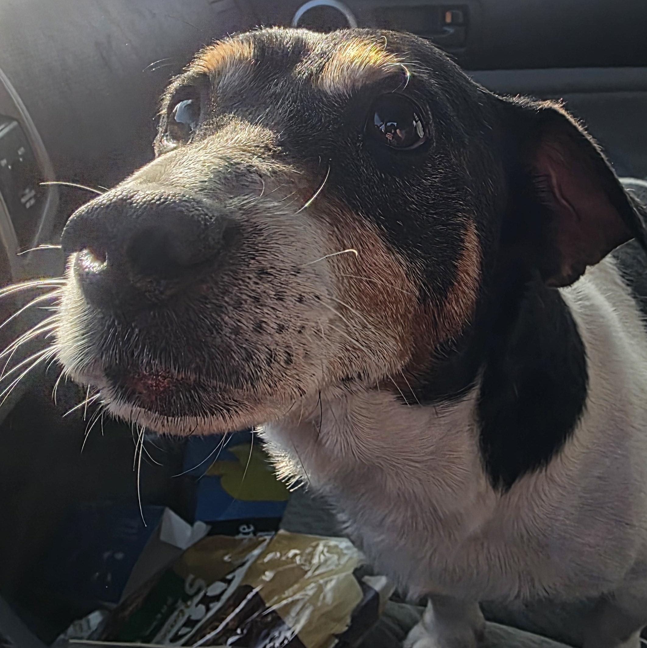 Enlarge Sport , a ADOPTABLE Jack Russell Terrier in Boca Raton, FL image 3/5