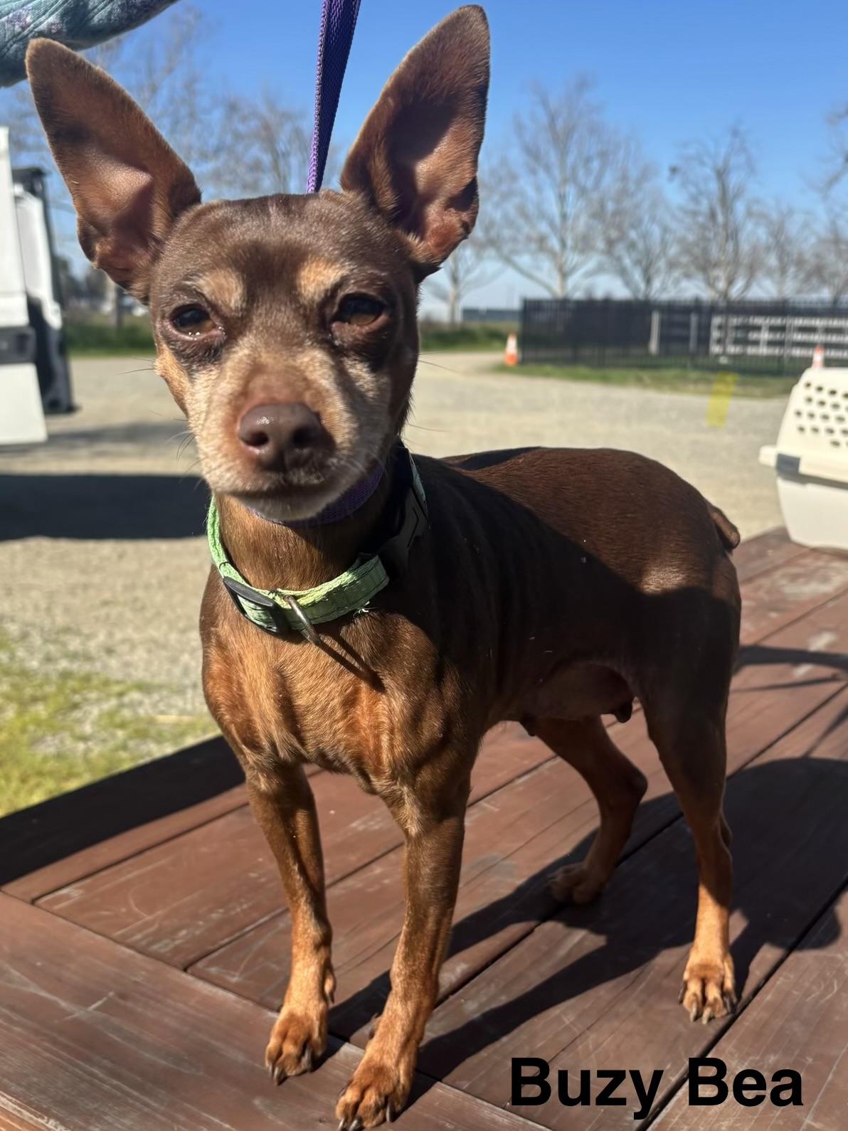 Buzy Bea, adopted, Adult Female Miniature Pinscher.