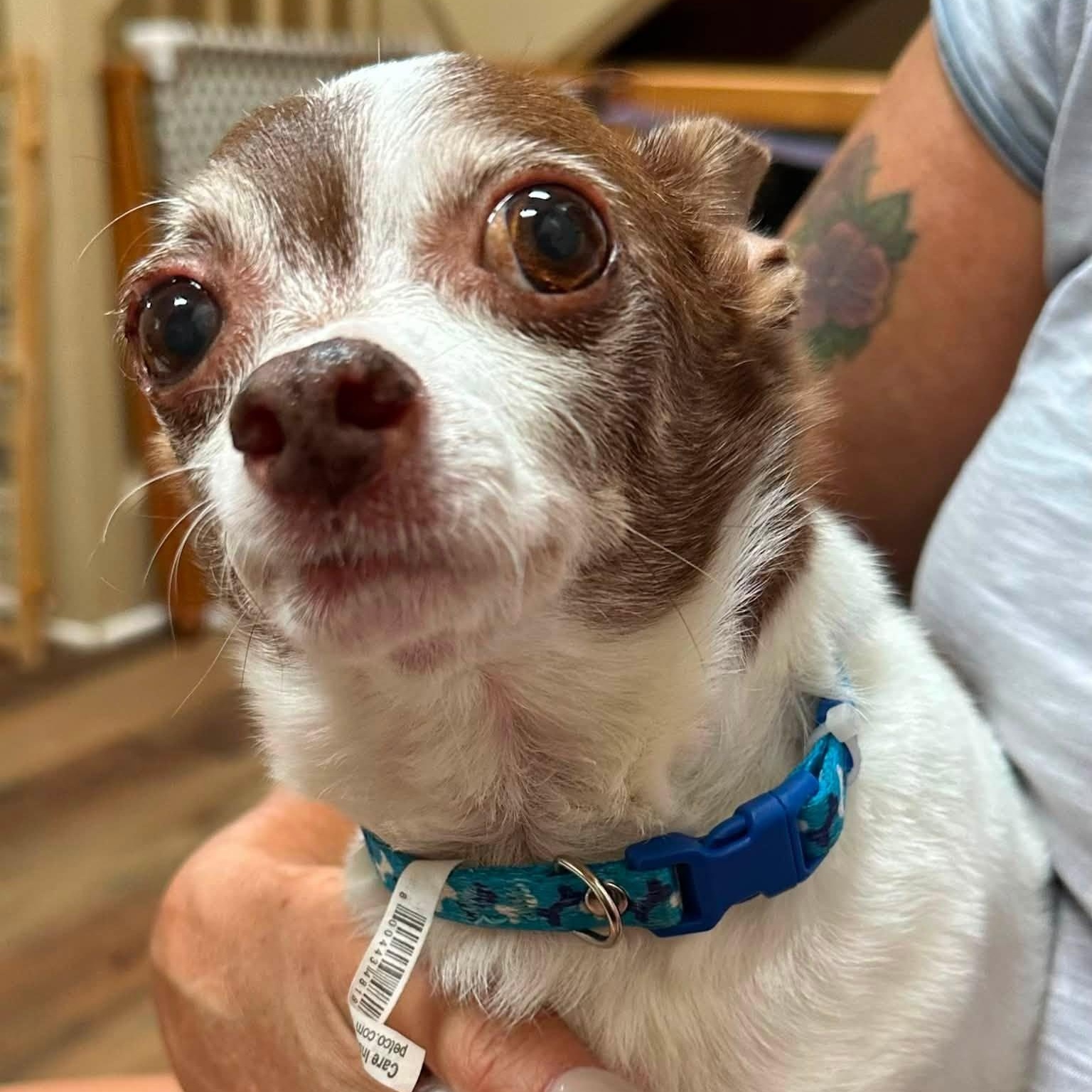 Rebel and Dinky, an adoptable Chihuahua in Washington, PA image 6/6