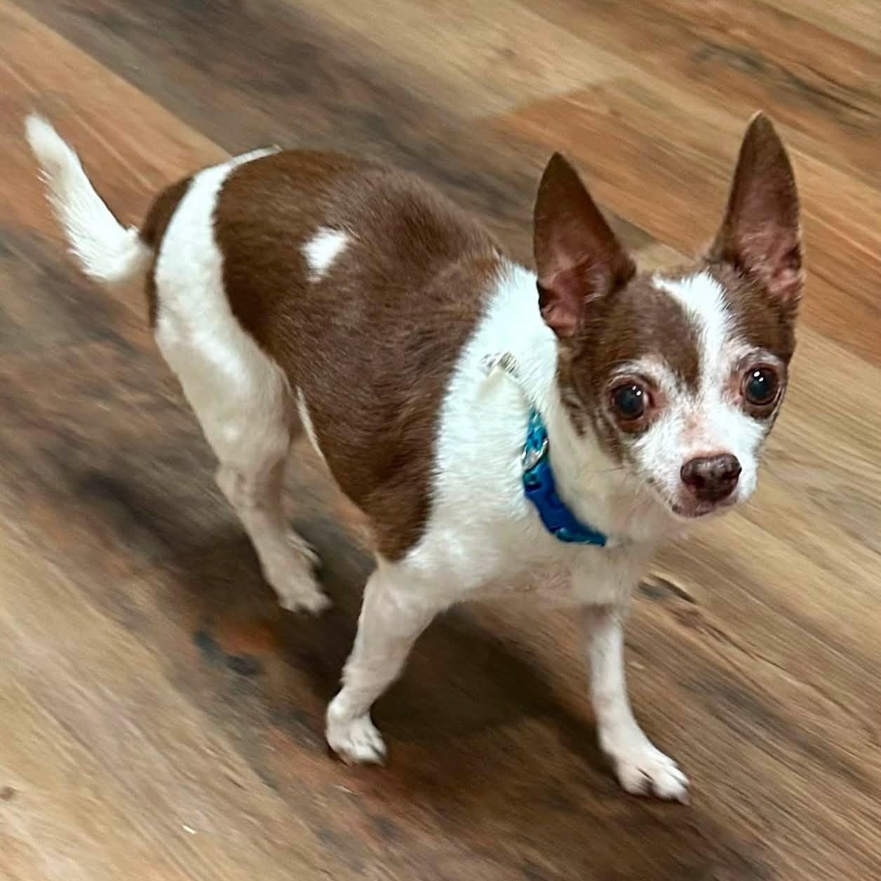 Rebel and Dinky, an adoptable Chihuahua in Washington, PA image 3/6