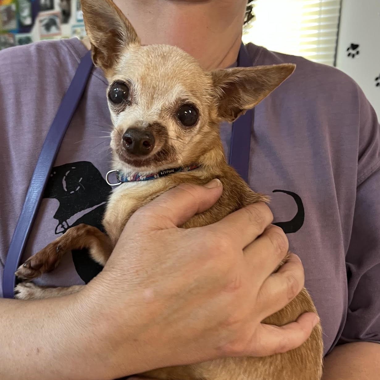 Rebel and Dinky, an adoptable Chihuahua in Washington, PA image 3/5