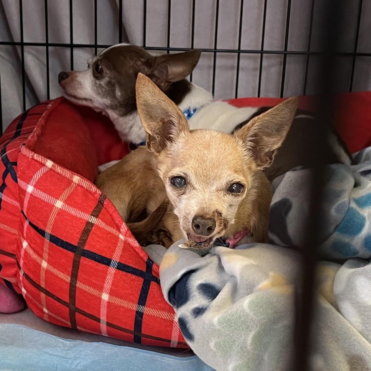 Rebel and Dinky, an adoptable Chihuahua in Washington, PA image 4/5