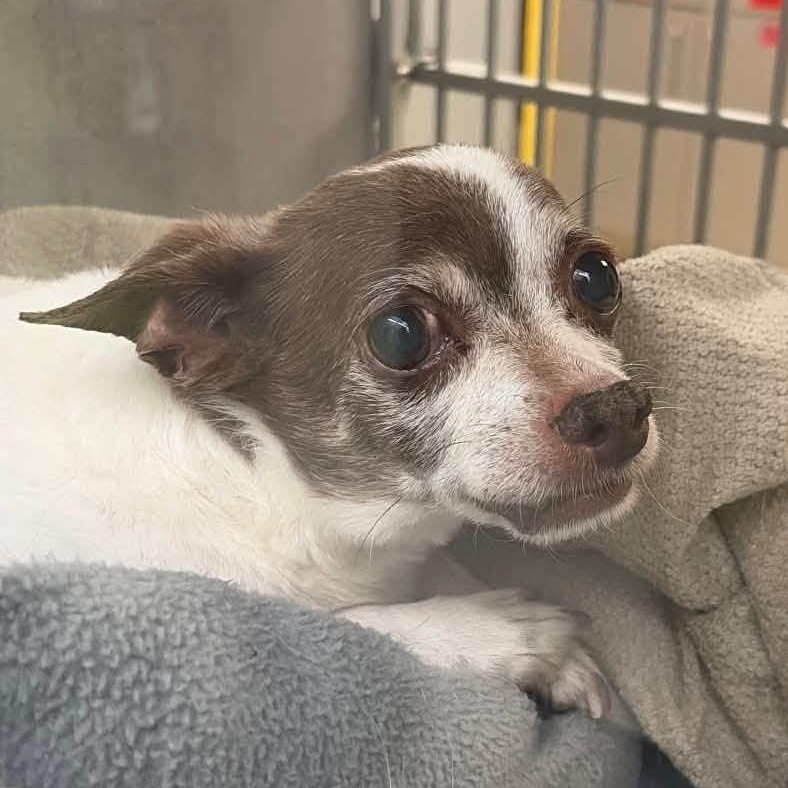 Rebel and Dinky, an adoptable Chihuahua in Washington, PA image 2/5
