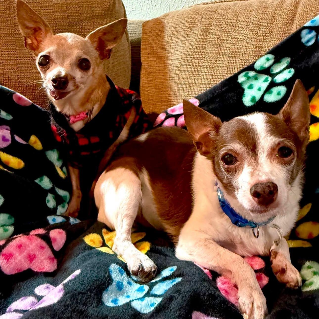 Rebel and Dinky, adoptable, Senior Male Chihuahua.