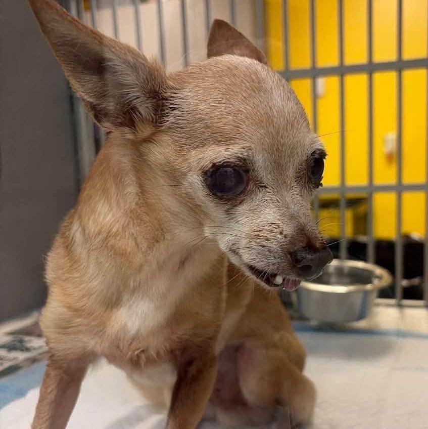 Rebel and Dinky, an adoptable Chihuahua in Washington, PA image 5/5