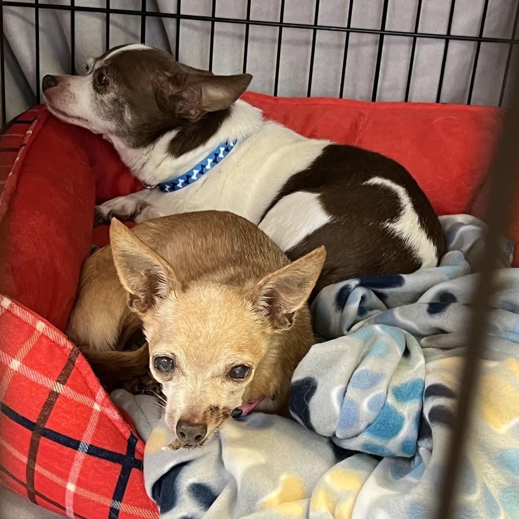 Rebel and Dinky, adoptable, Senior Male Chihuahua.