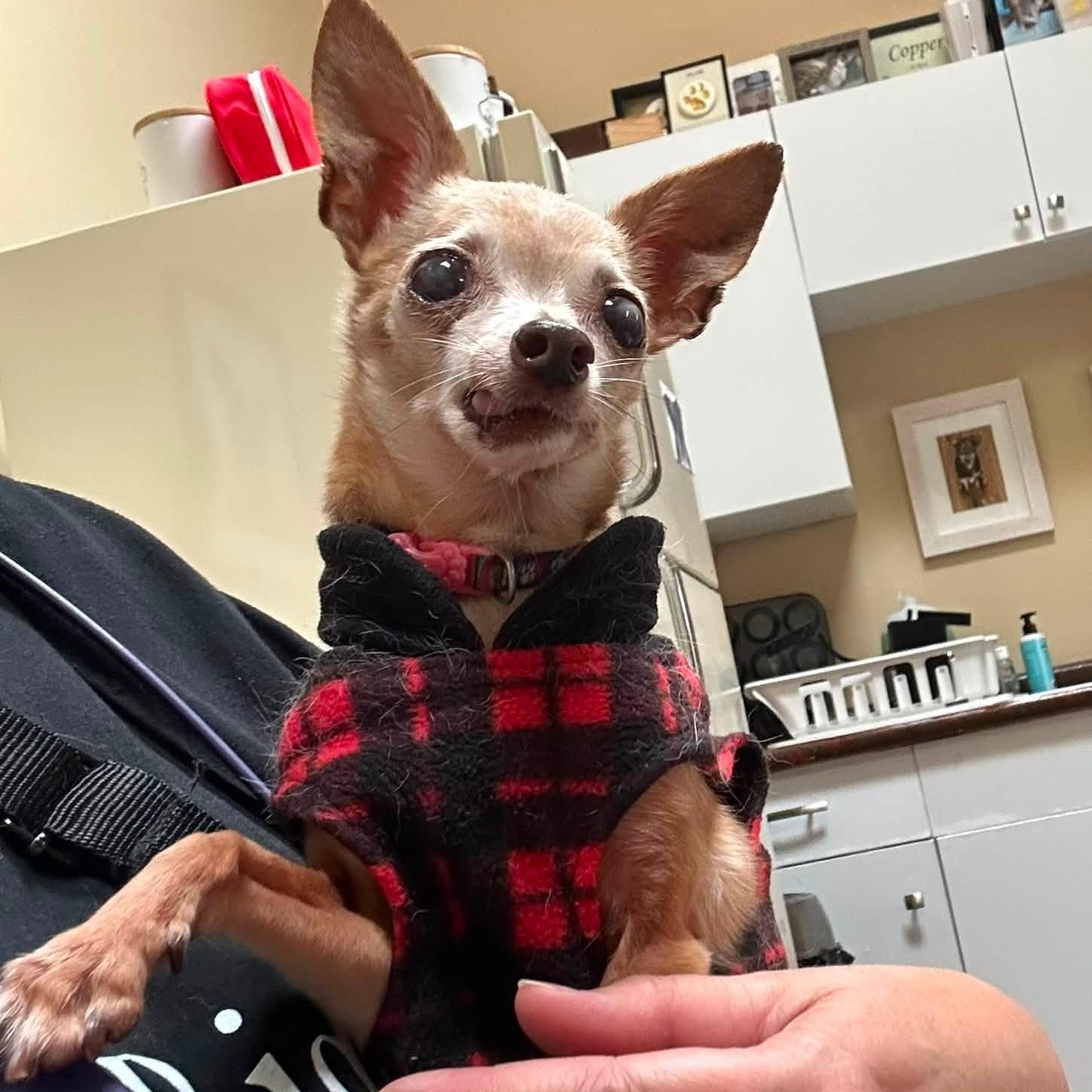 Rebel and Dinky, an adoptable Chihuahua in Washington, PA image 2/6