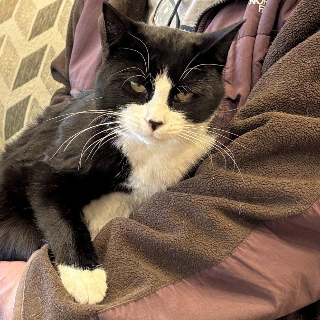 Prince Al, Adoptable, Young Male Domestic Short Hair.