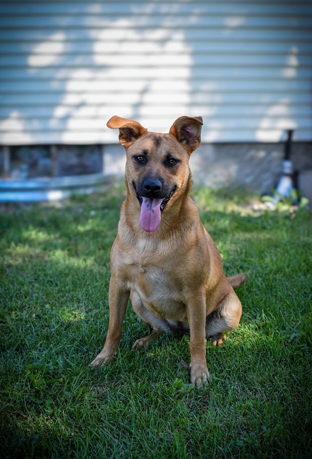 Dog for adoption Adorable Ada, a Black Mouth Cur & German Shepherd