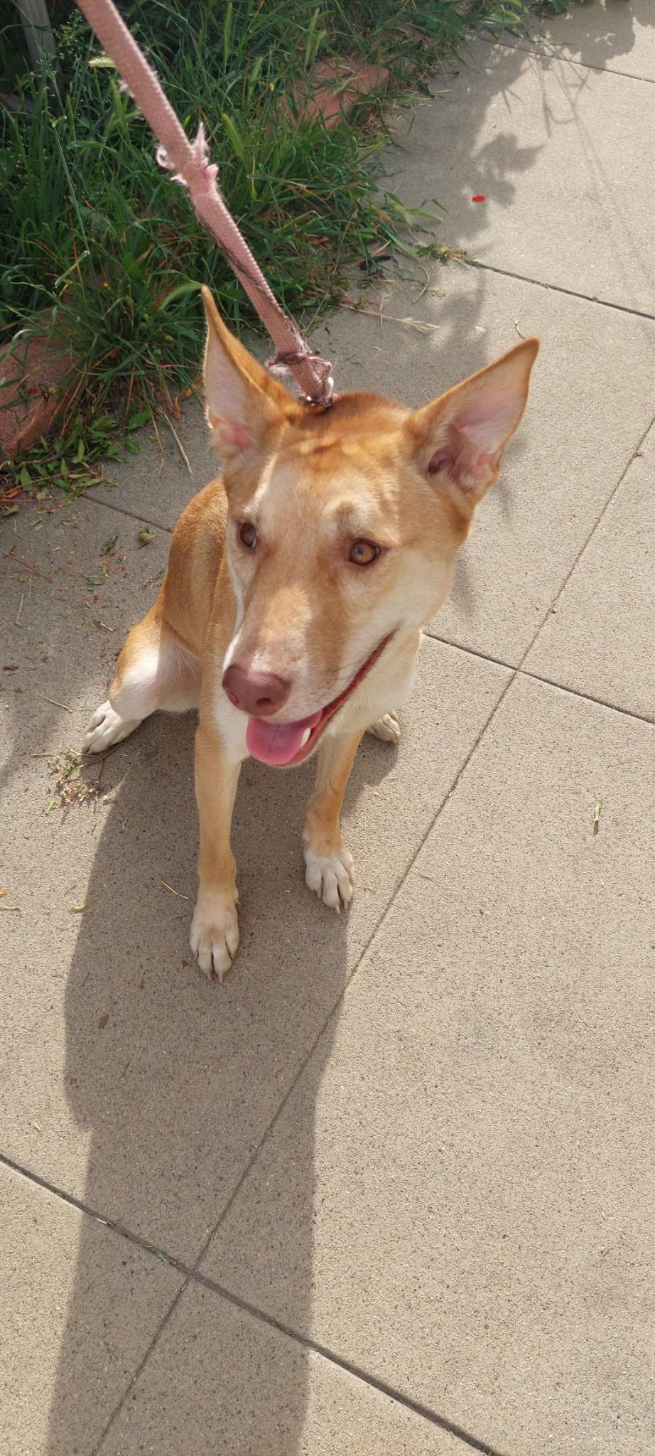 Monroe, Adoptable, Adult Female Schipperke & Siberian Husky.