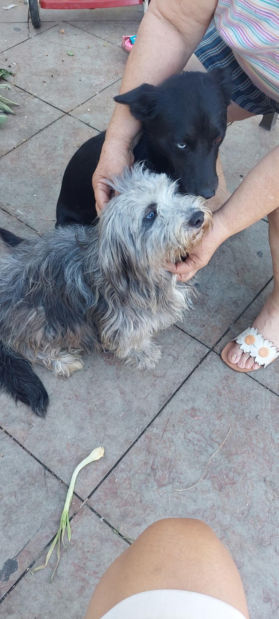 Monroe, a Adoptable mixed breed in Los Angeles, CA image 1/2