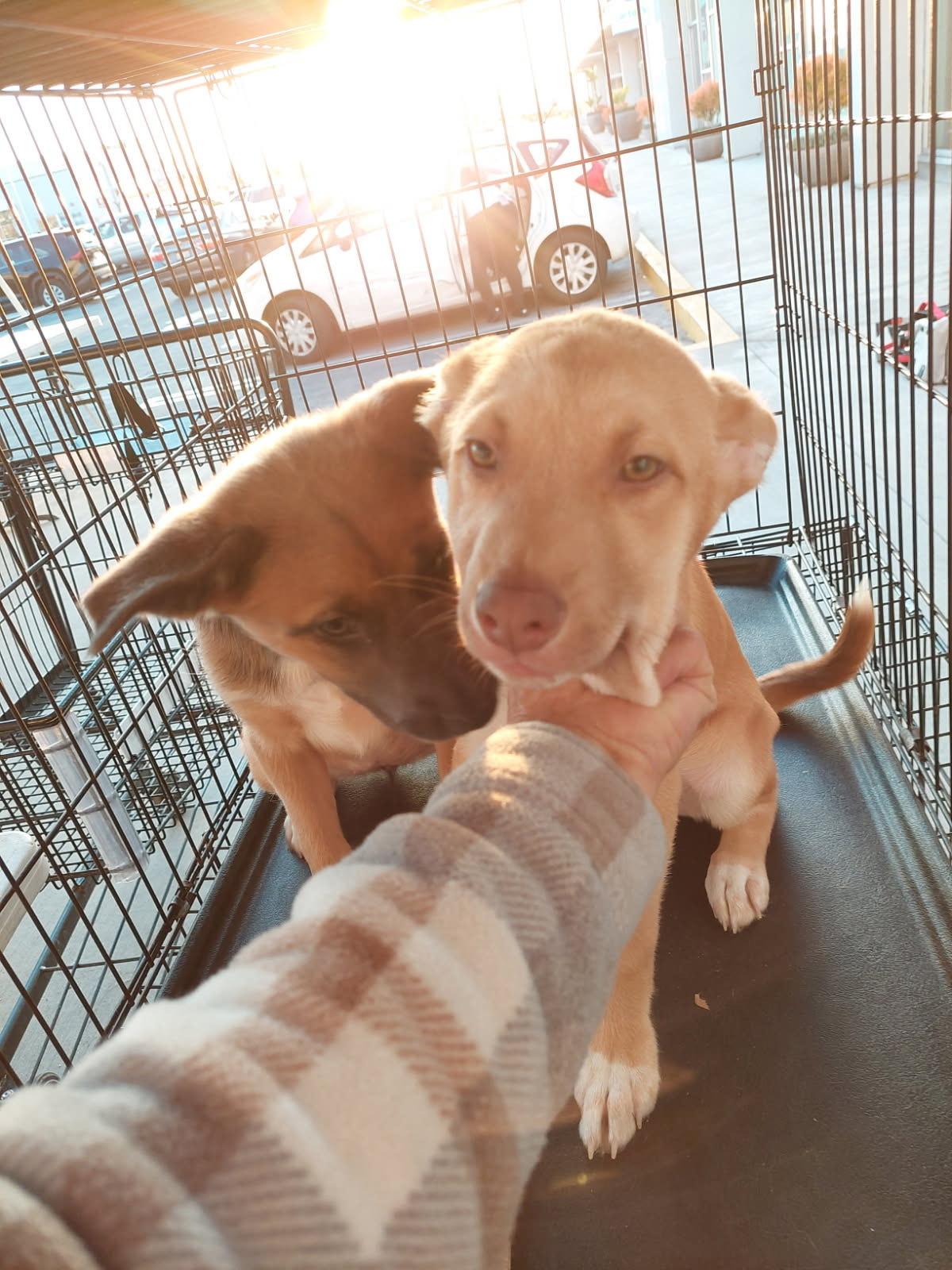 Monroe, Adoptable, Young Male Schipperke & Siberian Husky.
