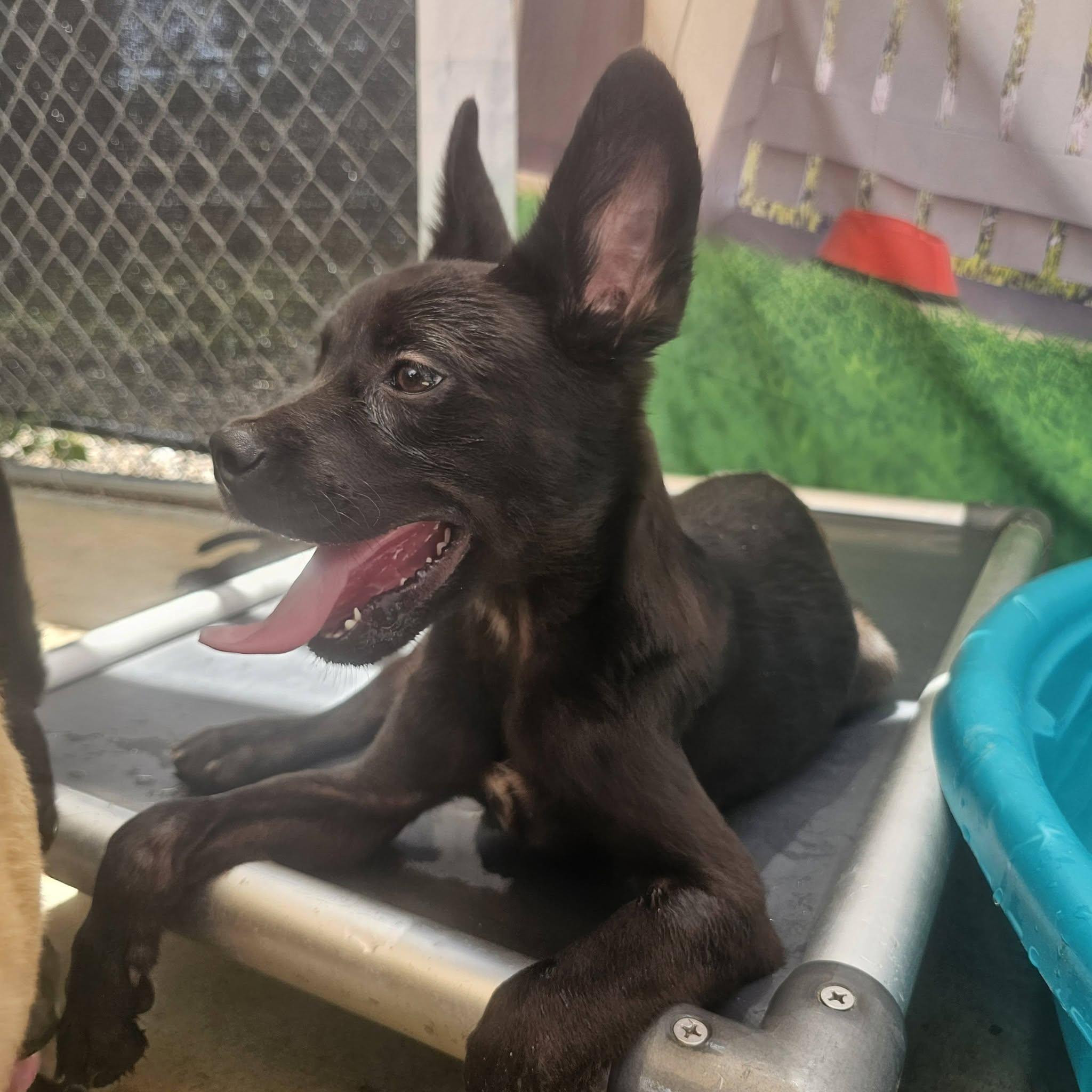 Enlarge Idris, a Adoptable Mixed Breed in Huntsville, AL image 3/5