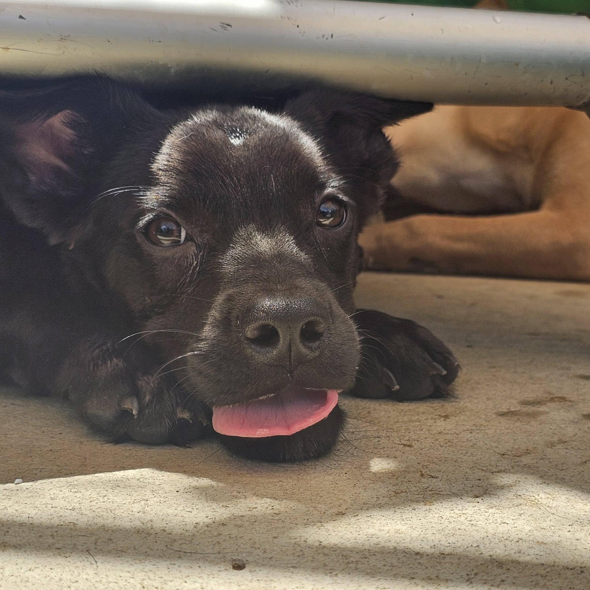 Enlarge Idris, a Adoptable Mixed Breed in Huntsville, AL image 2/5