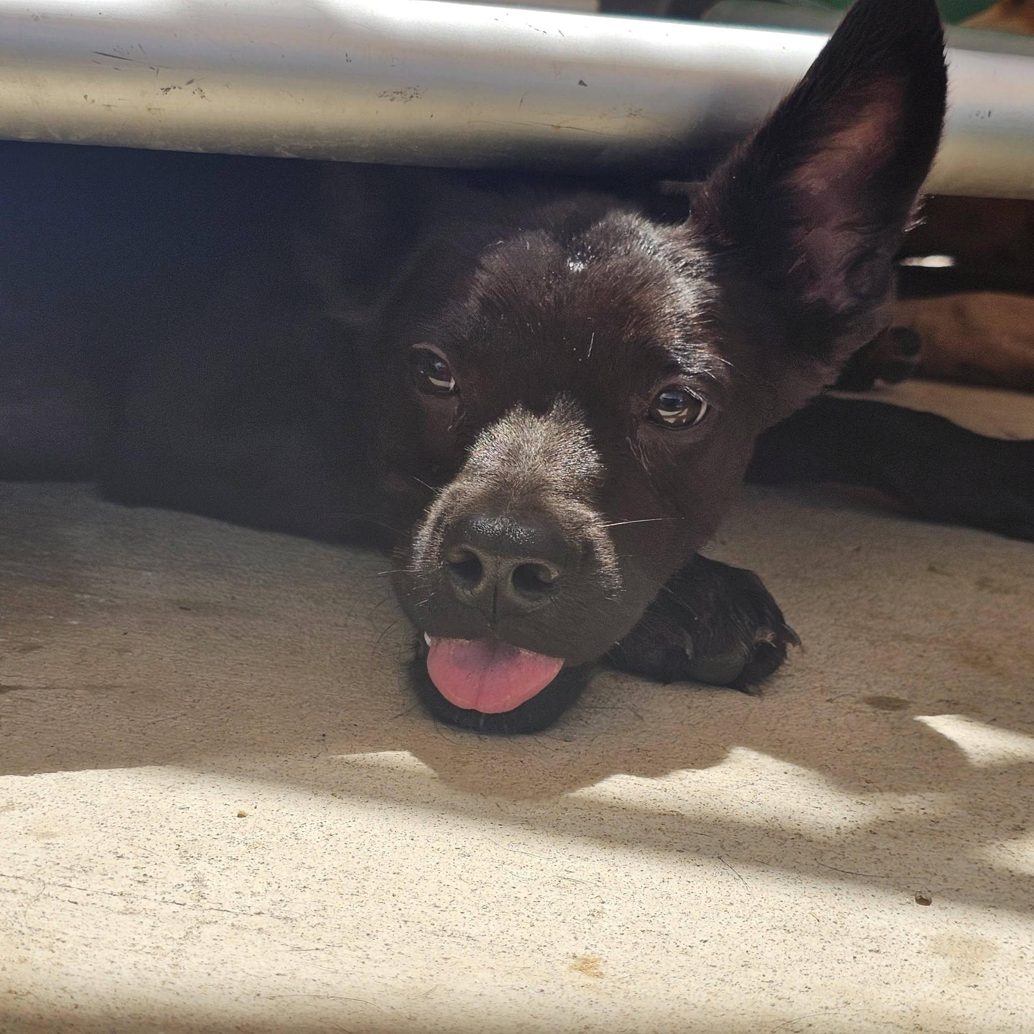 Enlarge Idris, a Adoptable Mixed Breed in Huntsville, AL image 5/5