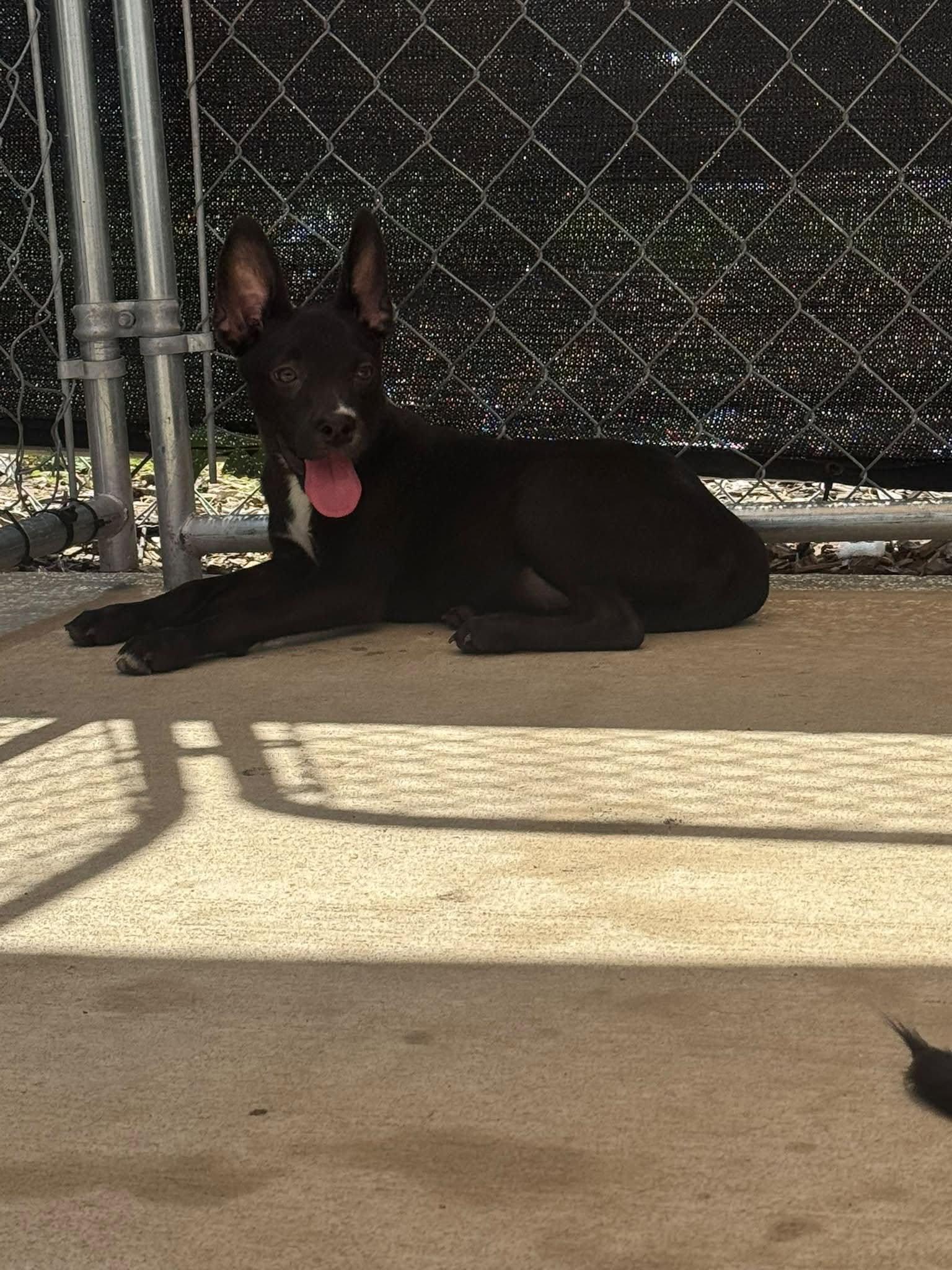 Idris, Adoptable, Puppy Male Mixed Breed.