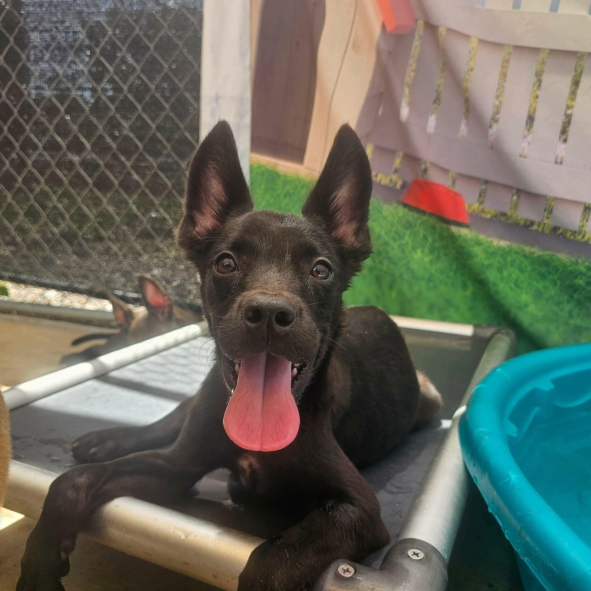 Enlarge Idris, a Adoptable Mixed Breed in Huntsville, AL image 4/5