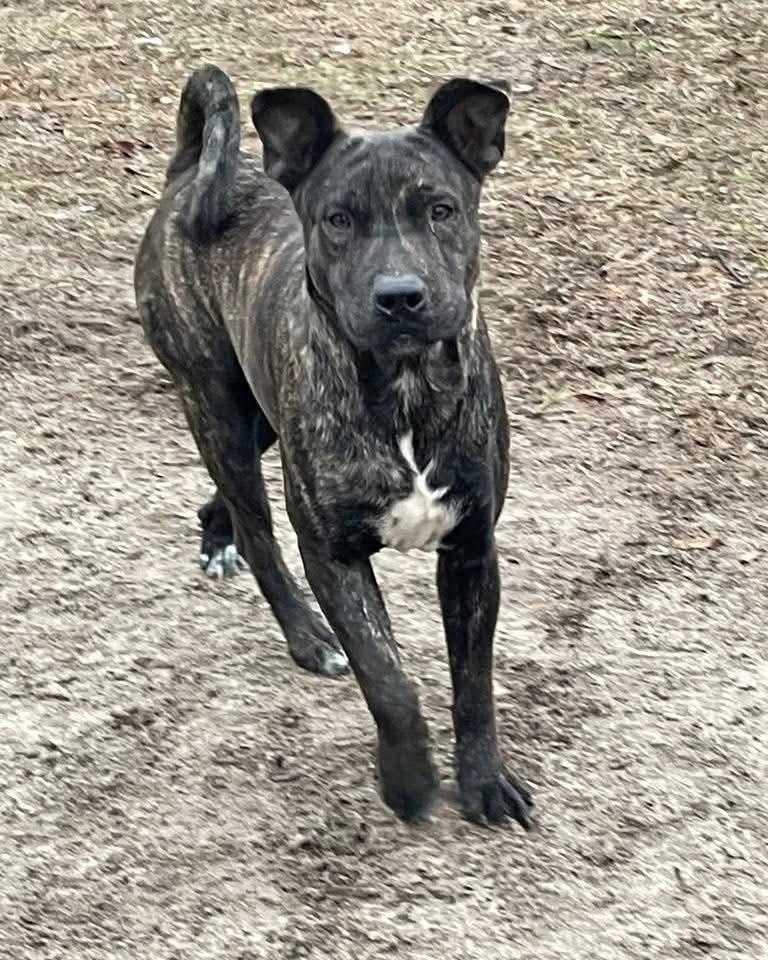 Brody, Adoptable, Adult Male Whippet.