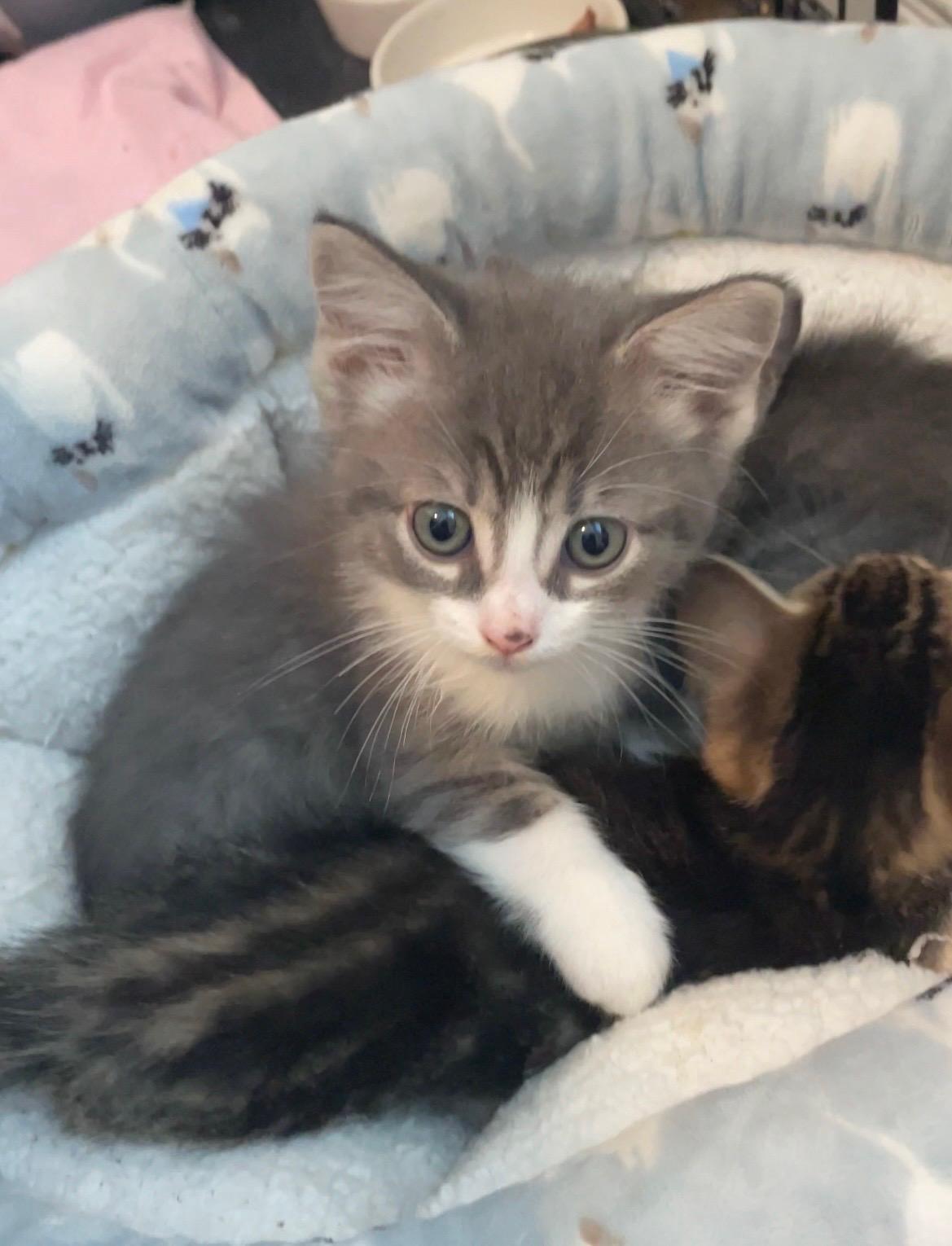 Enlarge Freckles, a Adopted Domestic Medium Hair in Long Beach, CA image 1/4