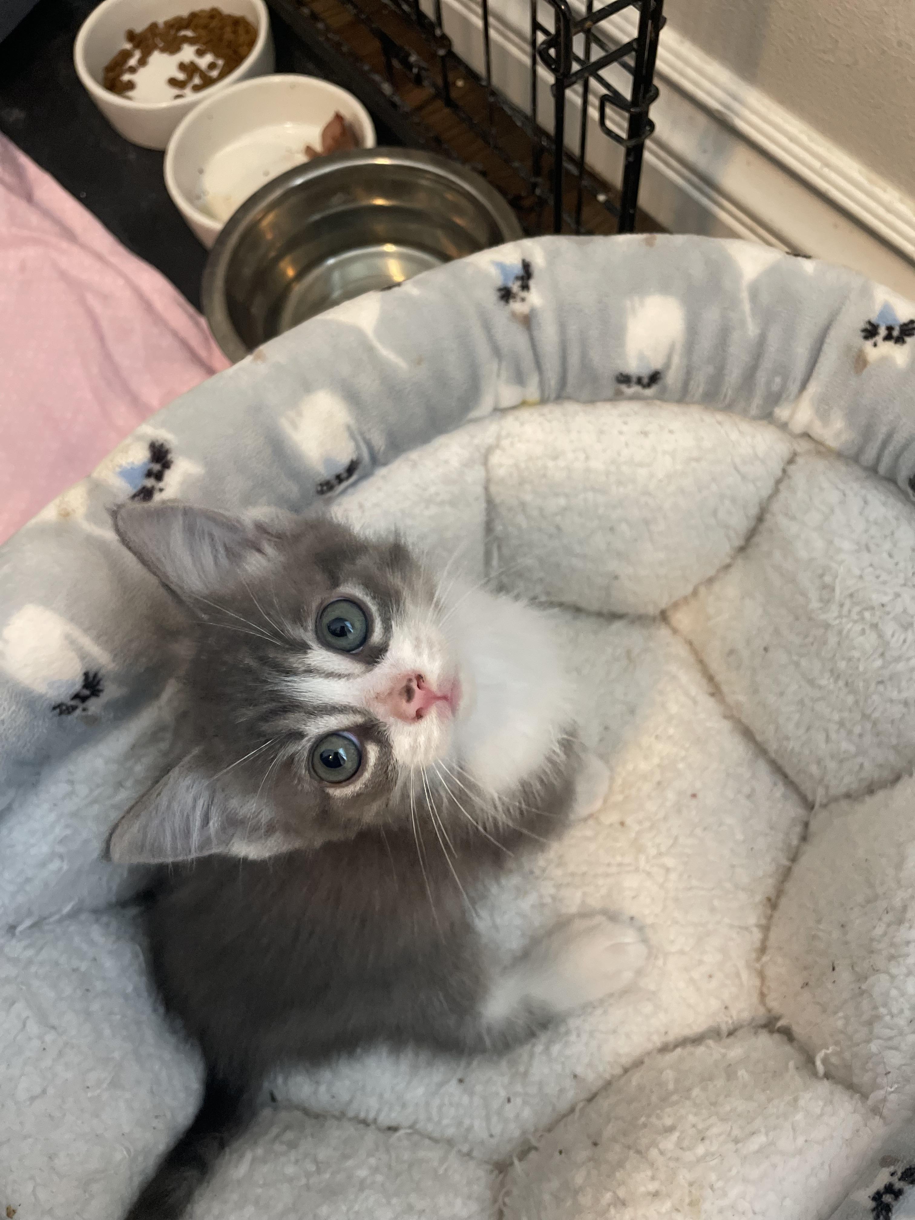 Enlarge Freckles, a Adopted Domestic Medium Hair in Long Beach, CA image 2/4