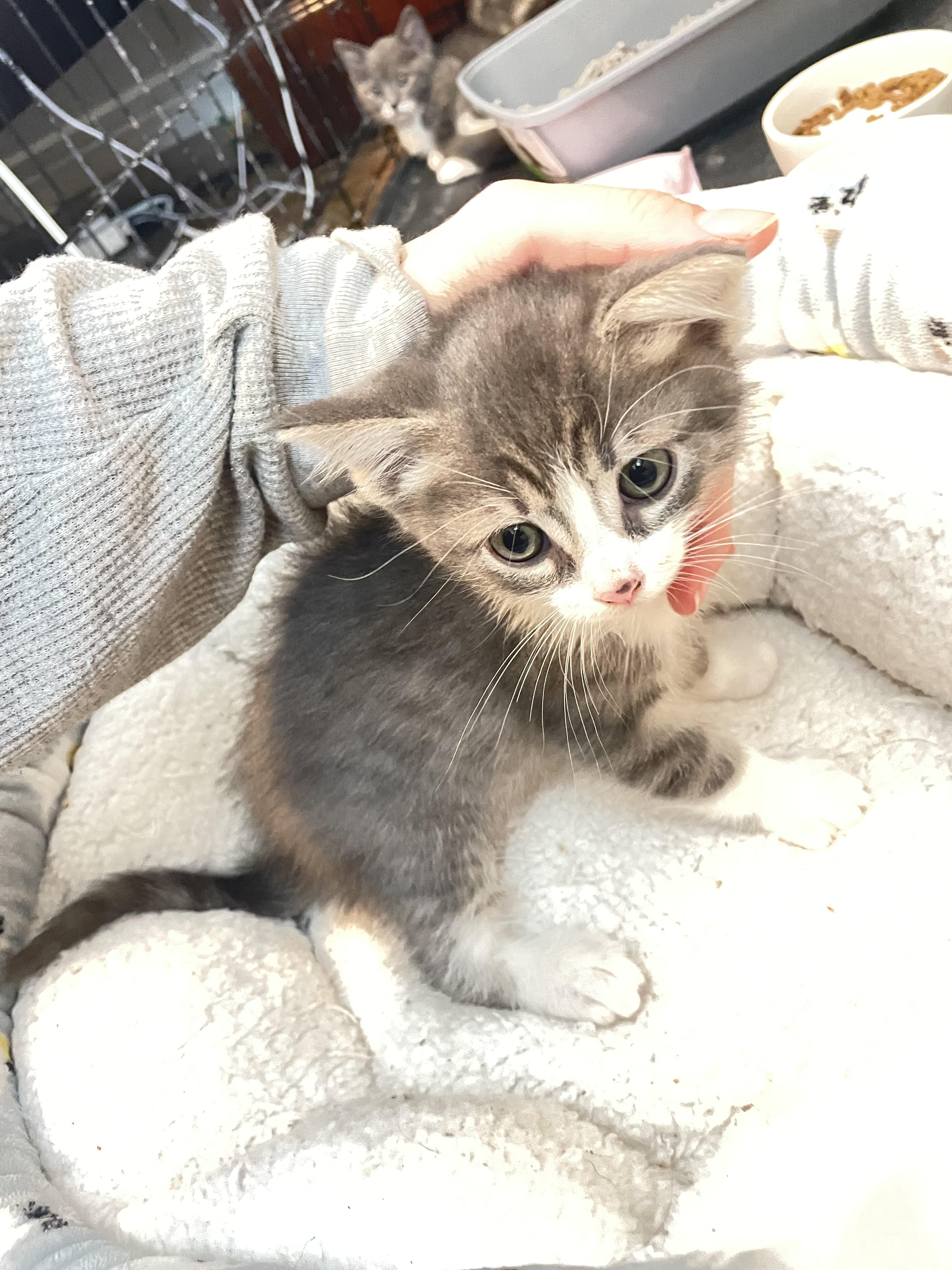 Enlarge Freckles, a Adopted Domestic Medium Hair in Long Beach, CA image 3/4